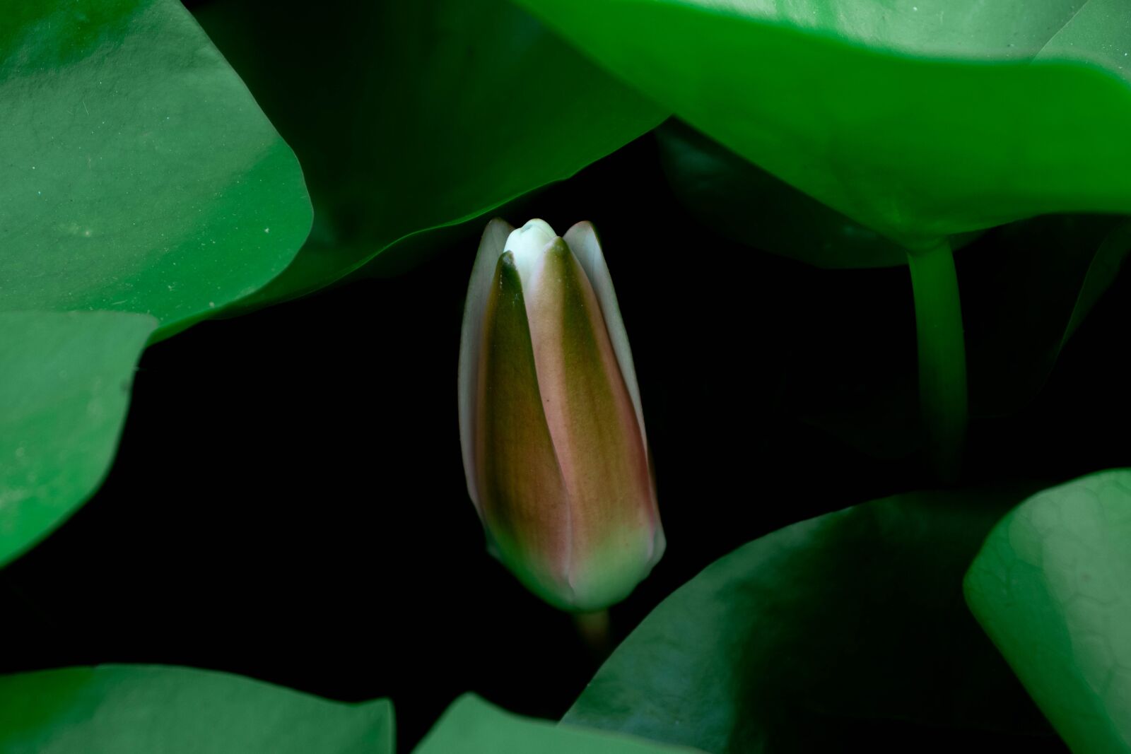 Canon EOS 200D (EOS Rebel SL2 / EOS Kiss X9) sample photo. Water lilies, lotus, water photography