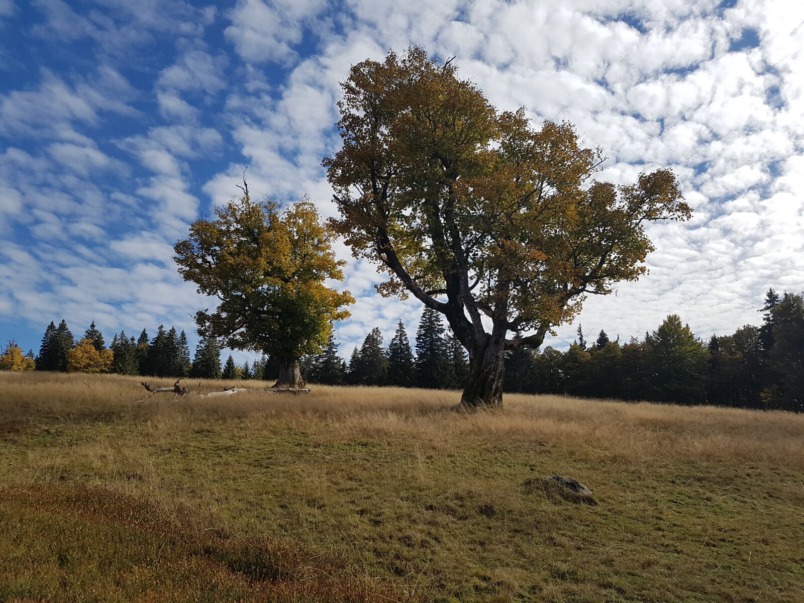 Samsung Galaxy S7 sample photo. Natur, wald, schachten photography