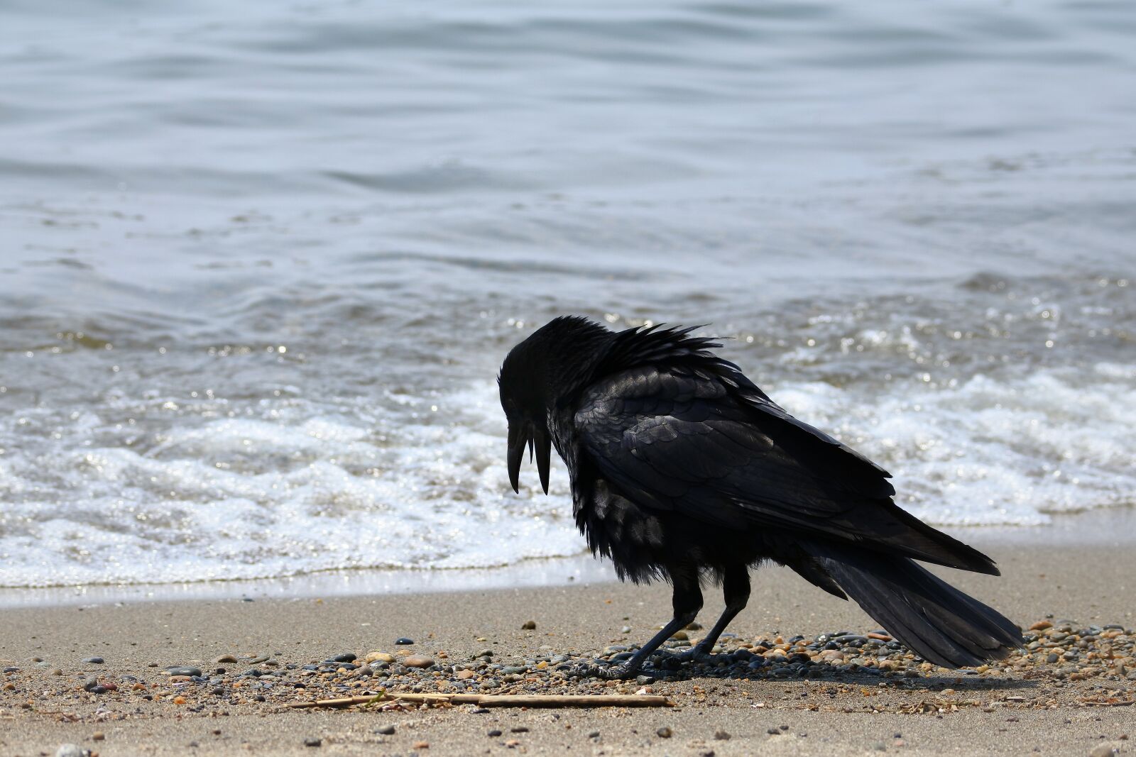 Nikon 1 J5 + VR 55-200mm f/4-5.6G sample photo. Animal, sea, beach photography