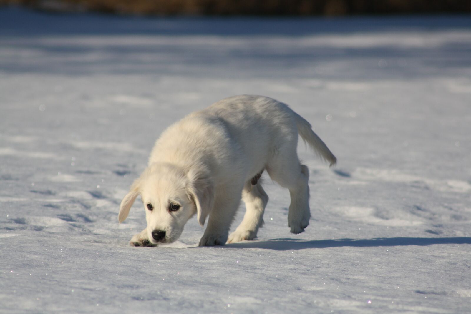 Canon EOS 1000D (EOS Digital Rebel XS / EOS Kiss F) sample photo. Golden retriever, puppy, dog photography