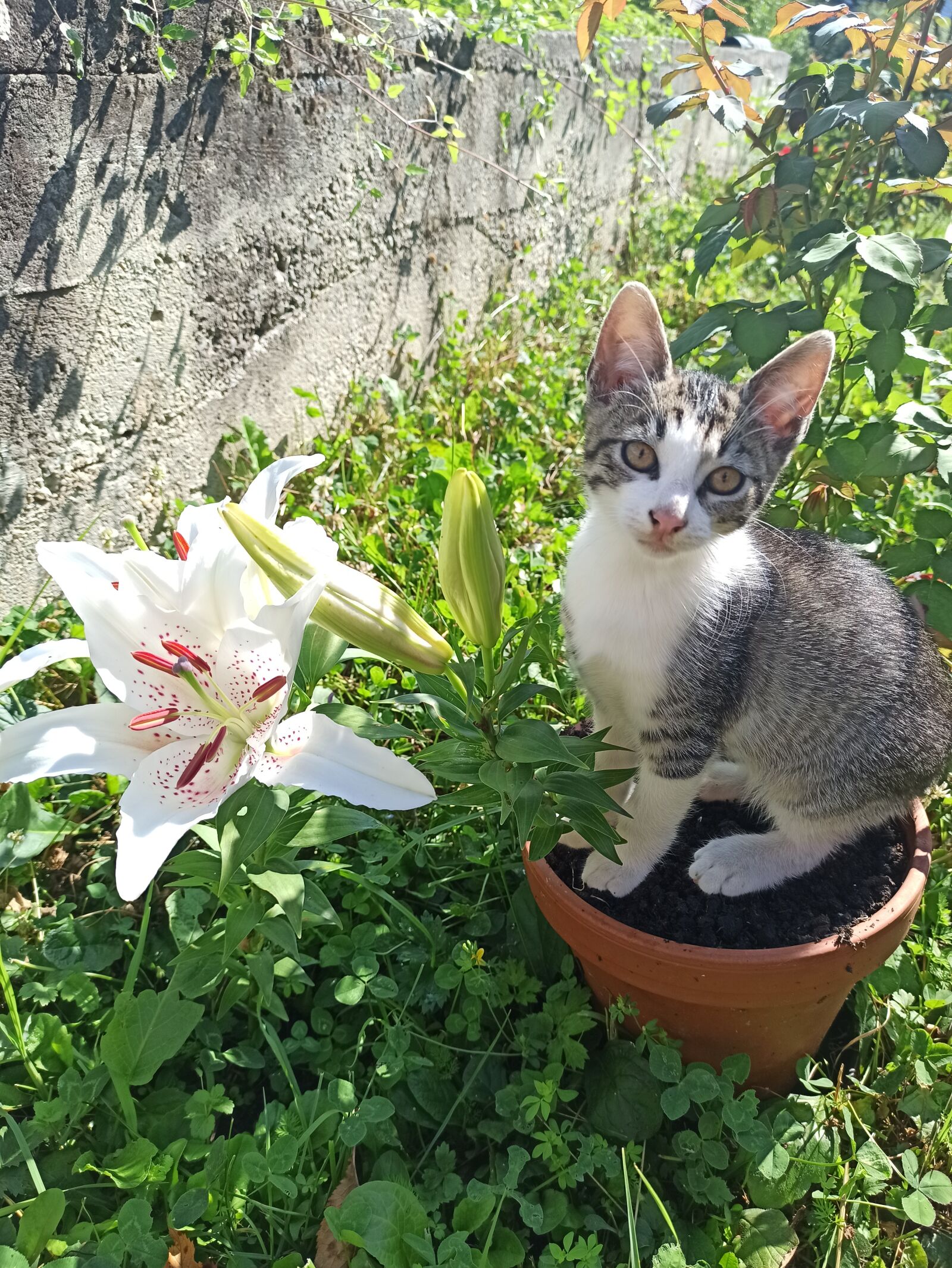 Xiaomi Redmi Note 8 Pro sample photo. Kitten, cute, pets photography