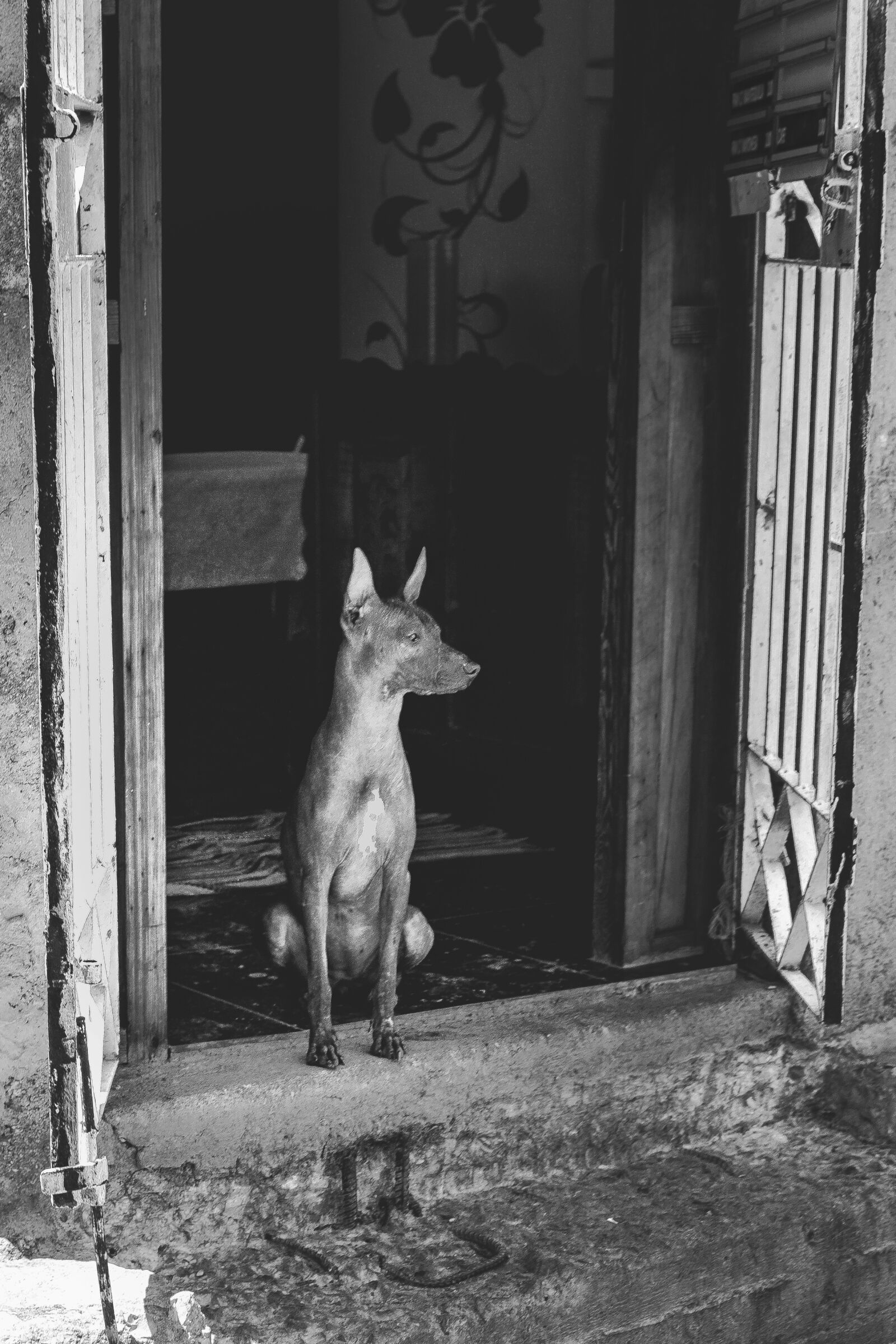 Canon EOS 6D + Canon EF 50mm F1.4 USM sample photo. Dog, cuba, travel photography