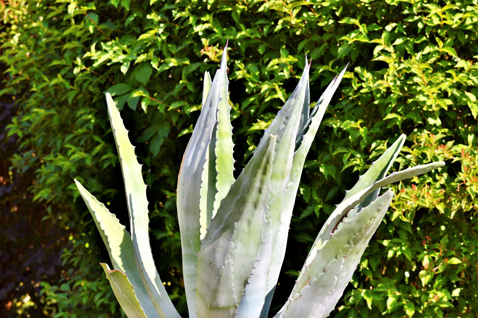 Nikon D3200 sample photo. Agave, cactus, spur photography