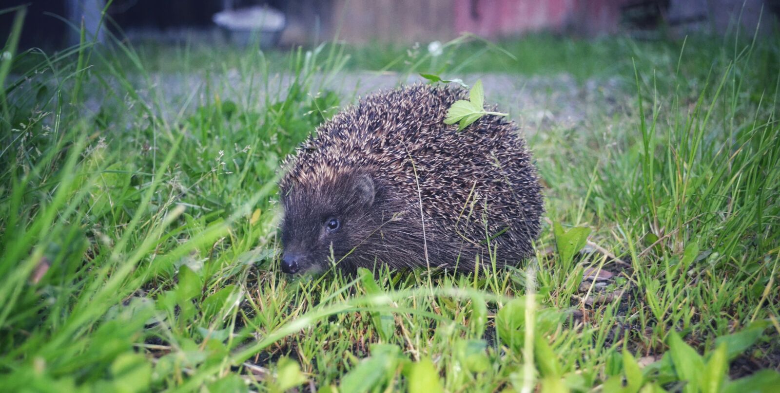 Nikon D3100 sample photo. Hedgehog, grass, animals photography