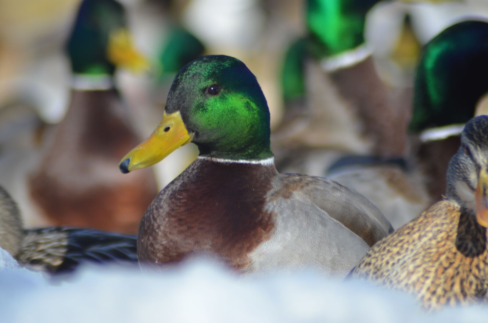Nikon D7000 sample photo. Canard, duck, winter photography