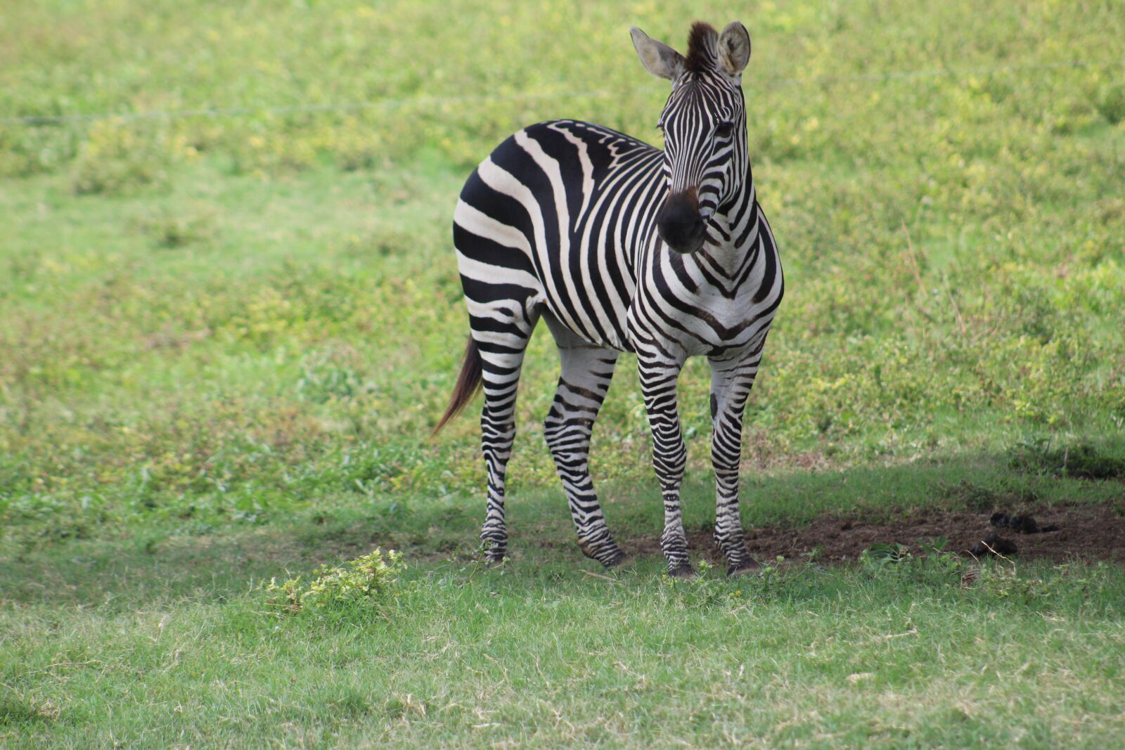 Canon EOS 1300D (EOS Rebel T6 / EOS Kiss X80) sample photo. Zebra, stripes, animals photography