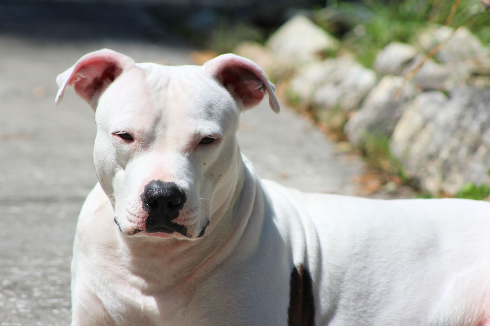 Canon EF 75-300mm f/4-5.6 sample photo. Dog, pit bull, sunning photography