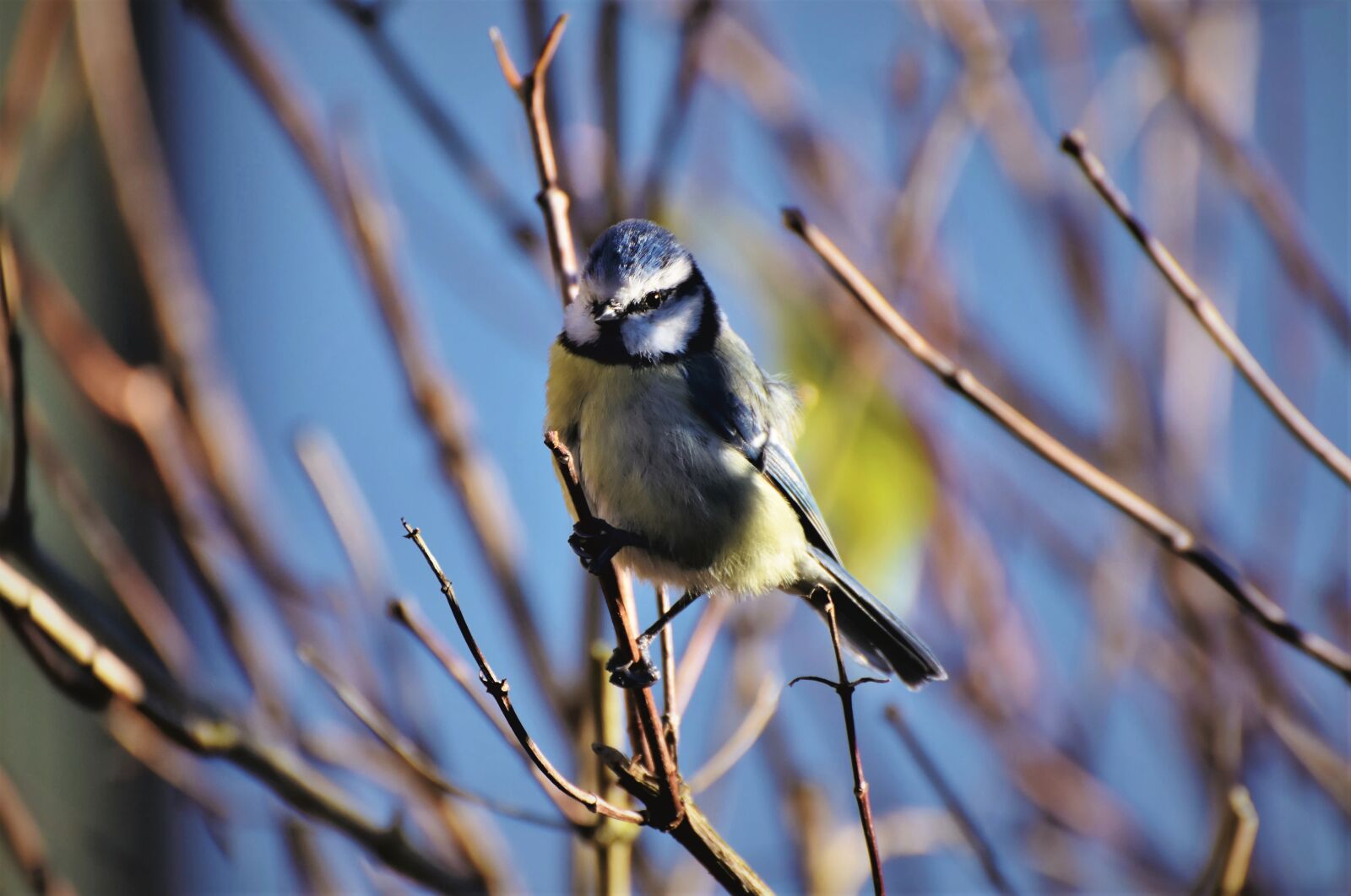 Nikon D7200 sample photo. Blue tit, tit, songbird photography