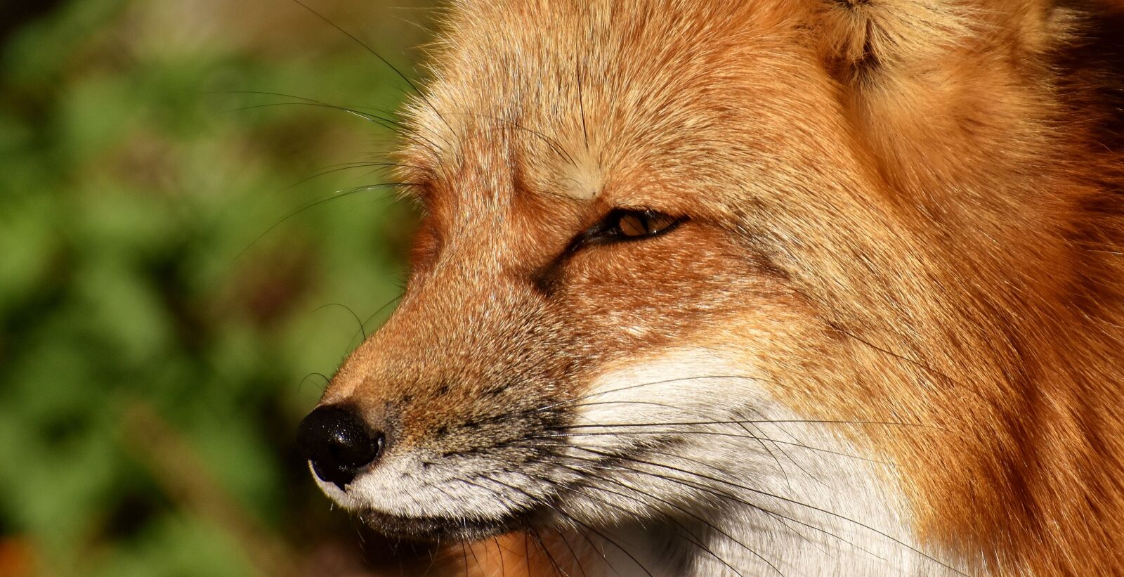 Nikon D7200 sample photo. Fuchs, animal world, wild photography