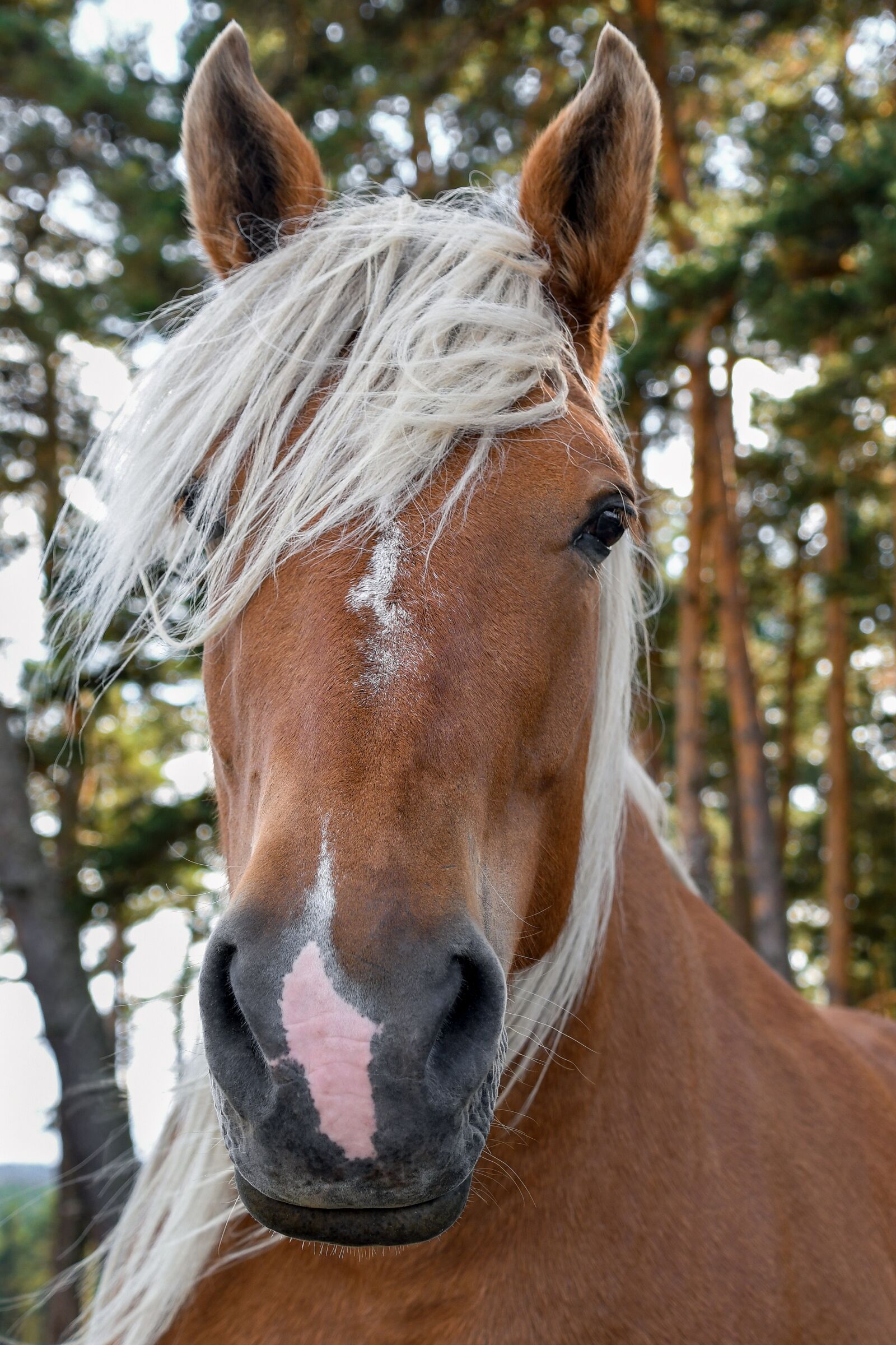 Nikon D500 sample photo. A workhorse, portrait, head photography