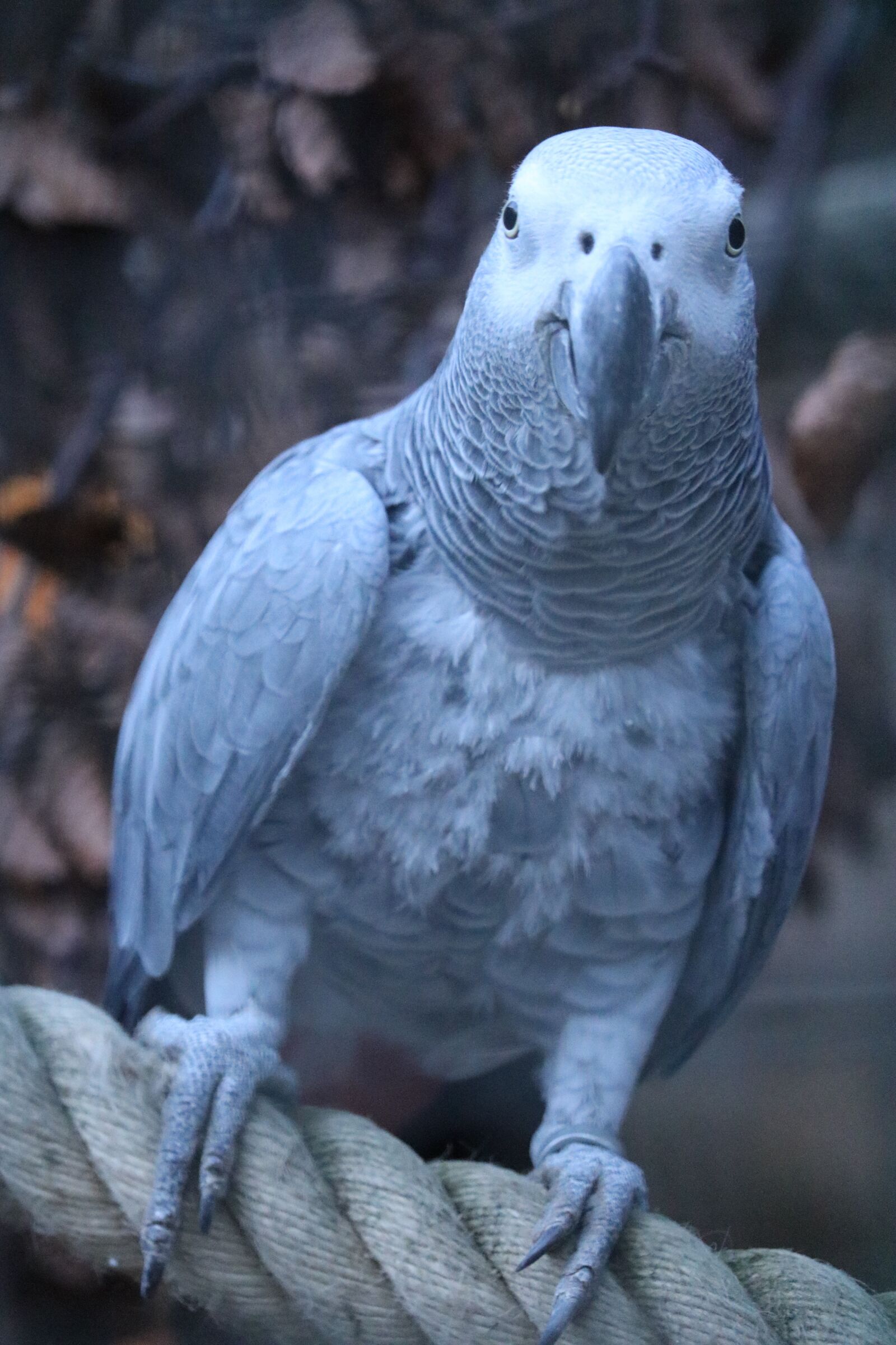 Canon EOS 760D (EOS Rebel T6s / EOS 8000D) sample photo. African grey parrot, bird photography
