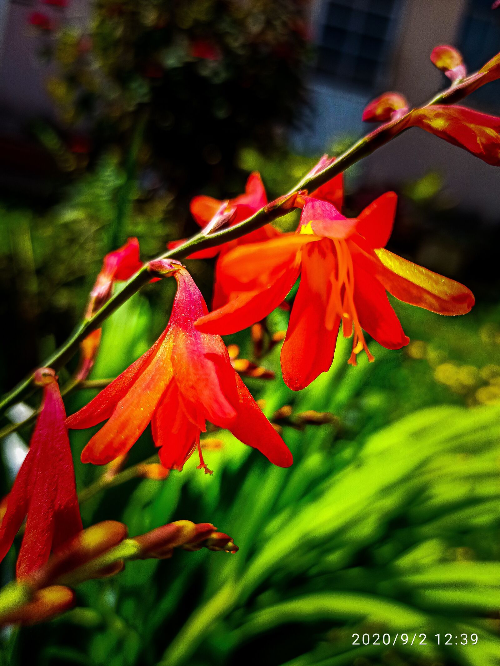 Xiaomi Redmi Note 8 Pro sample photo. Flowers, red, nature photography