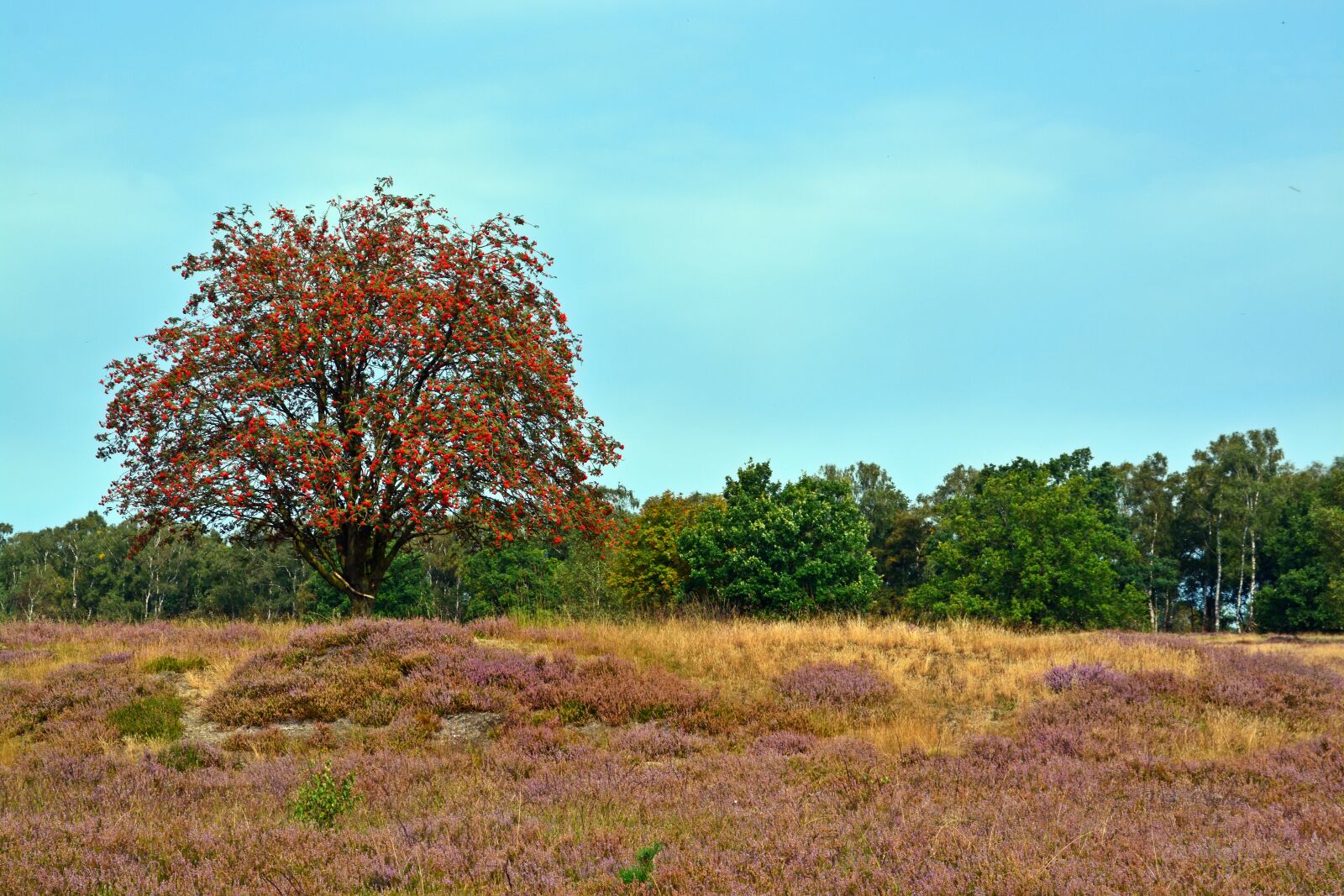 Nikon D5200 sample photo. Heide, nature, heather photography