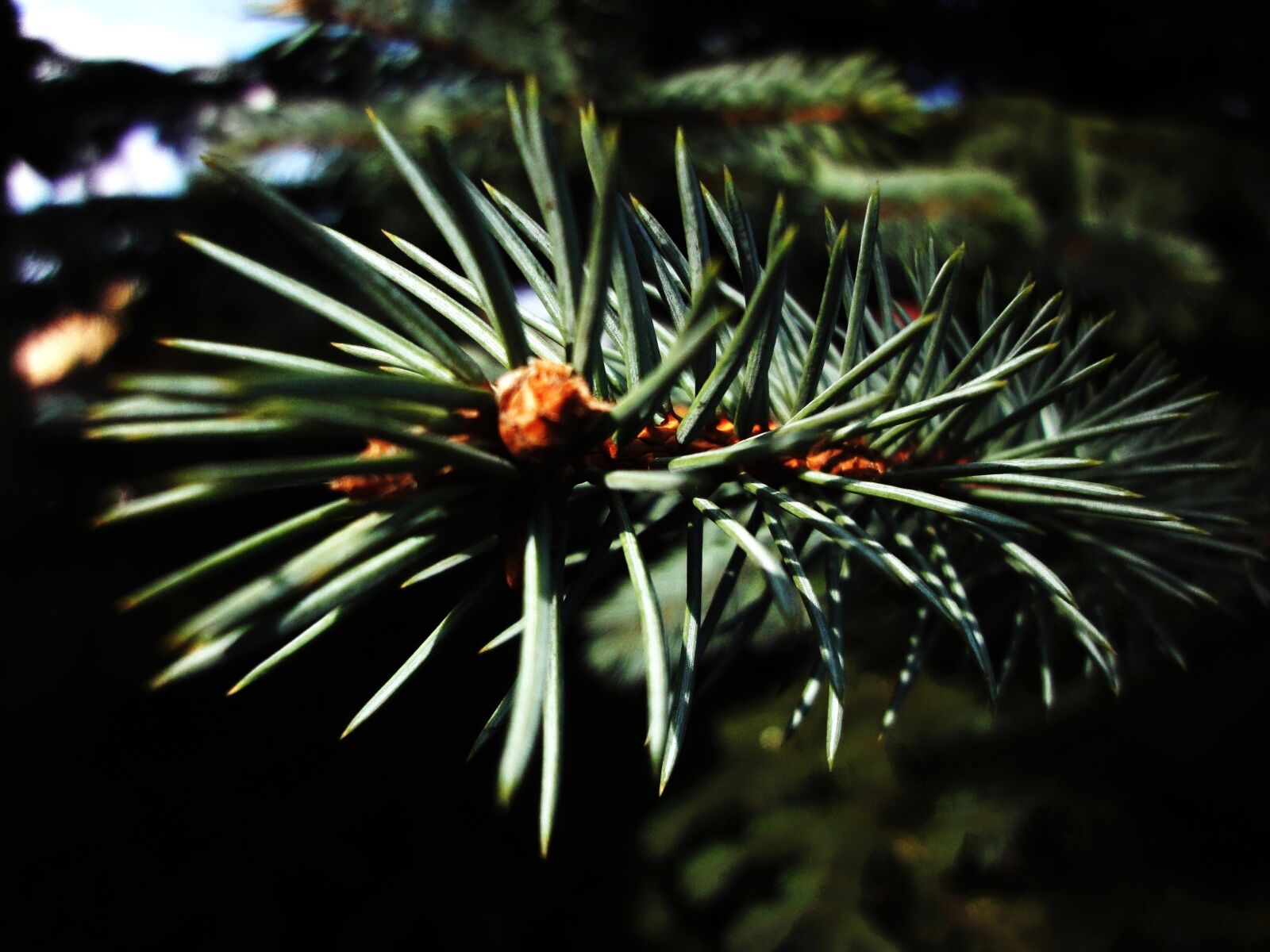 Sony Cyber-shot DSC-WX1 sample photo. Needles, spruce, sun, twig photography