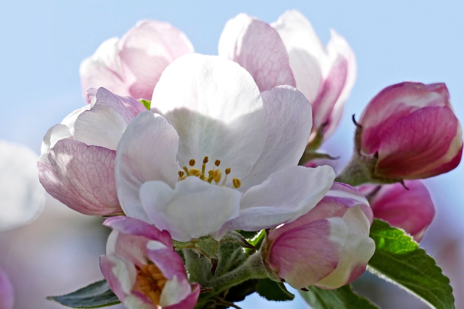 Panasonic Lumix DMC-FZ1000 sample photo. Blossom, bloom, pink photography
