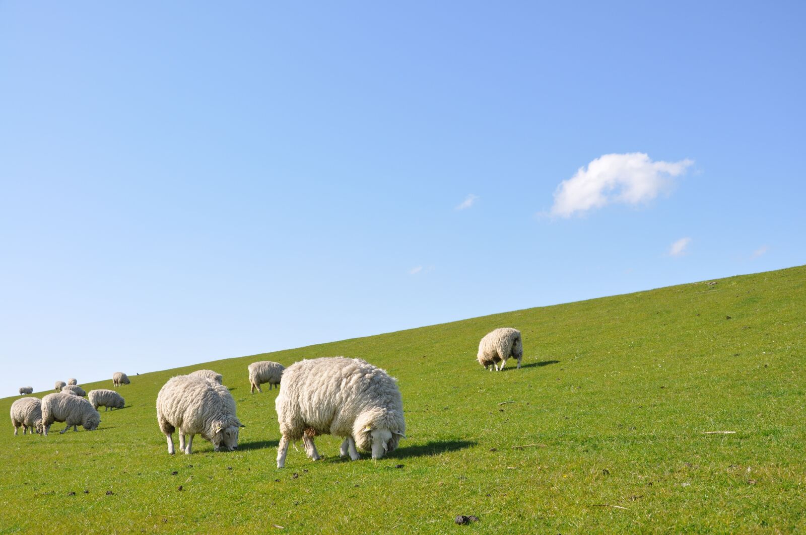 Nikon D90 sample photo. Sheep, dike, nordfriesland photography
