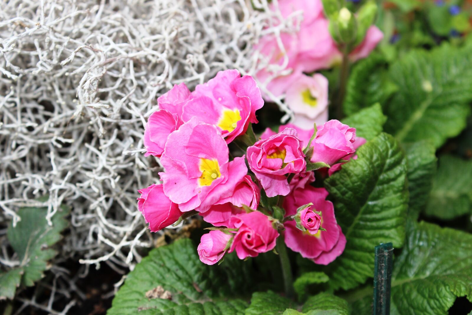 Canon EOS 600D (Rebel EOS T3i / EOS Kiss X5) sample photo. Primrose, pink, flower photography