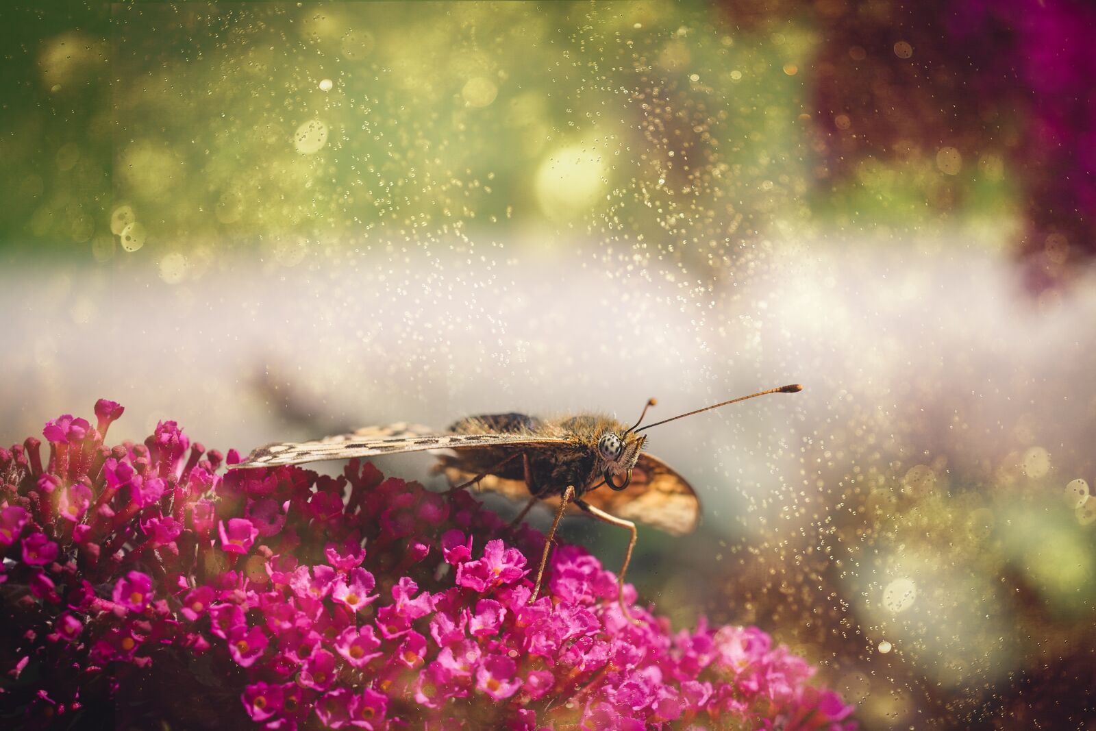Nikon D7100 sample photo. Butterfly, nature, edelfalter photography