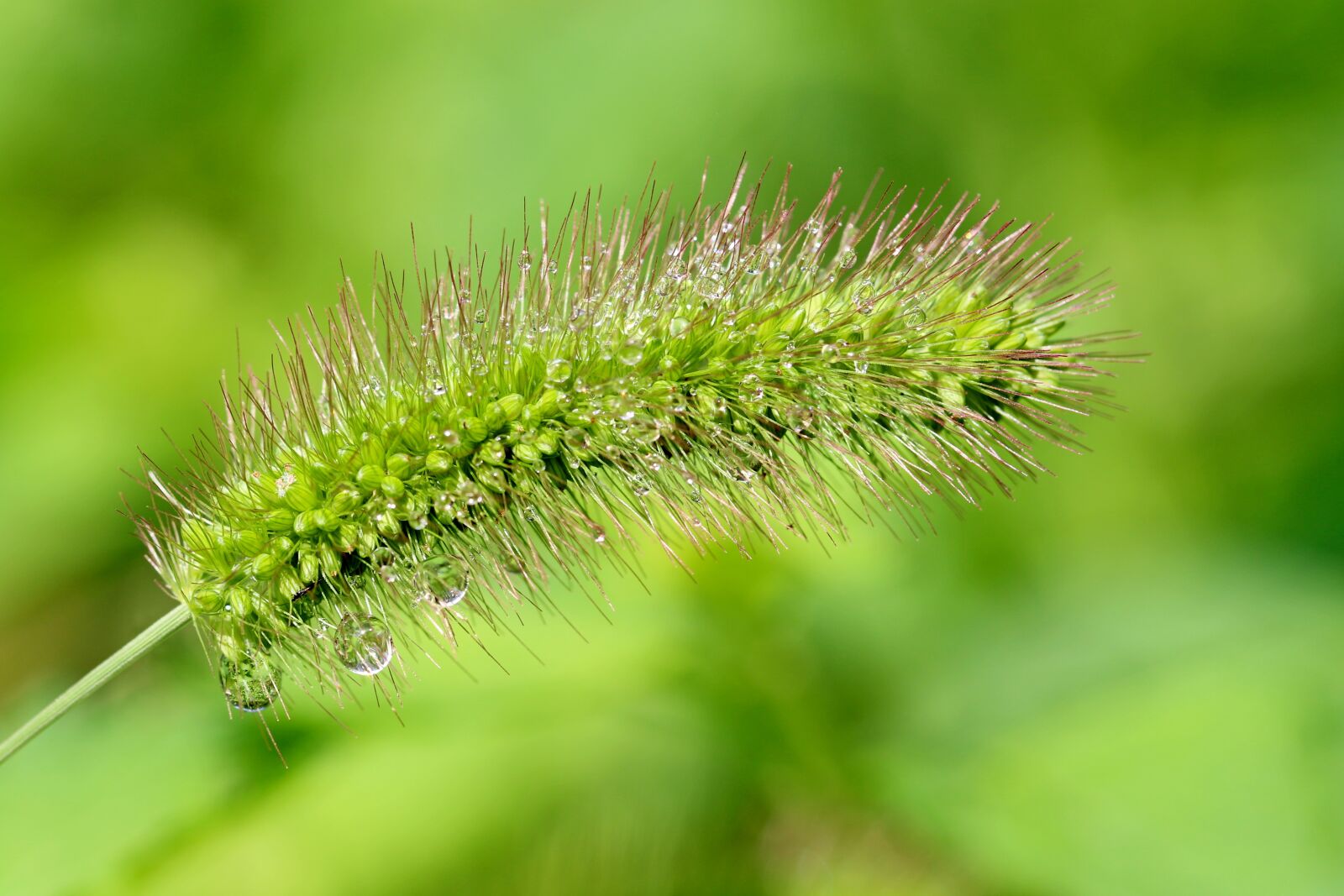 Canon EOS 7D Mark II sample photo. Pool, foxtail, nature photography