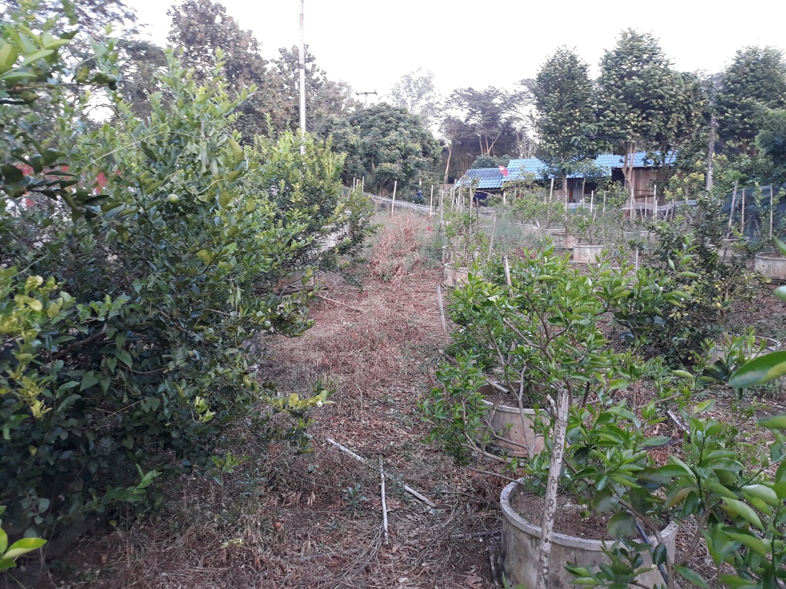 Samsung Galaxy J7 Pro sample photo. Garden lime, lemon, garden photography