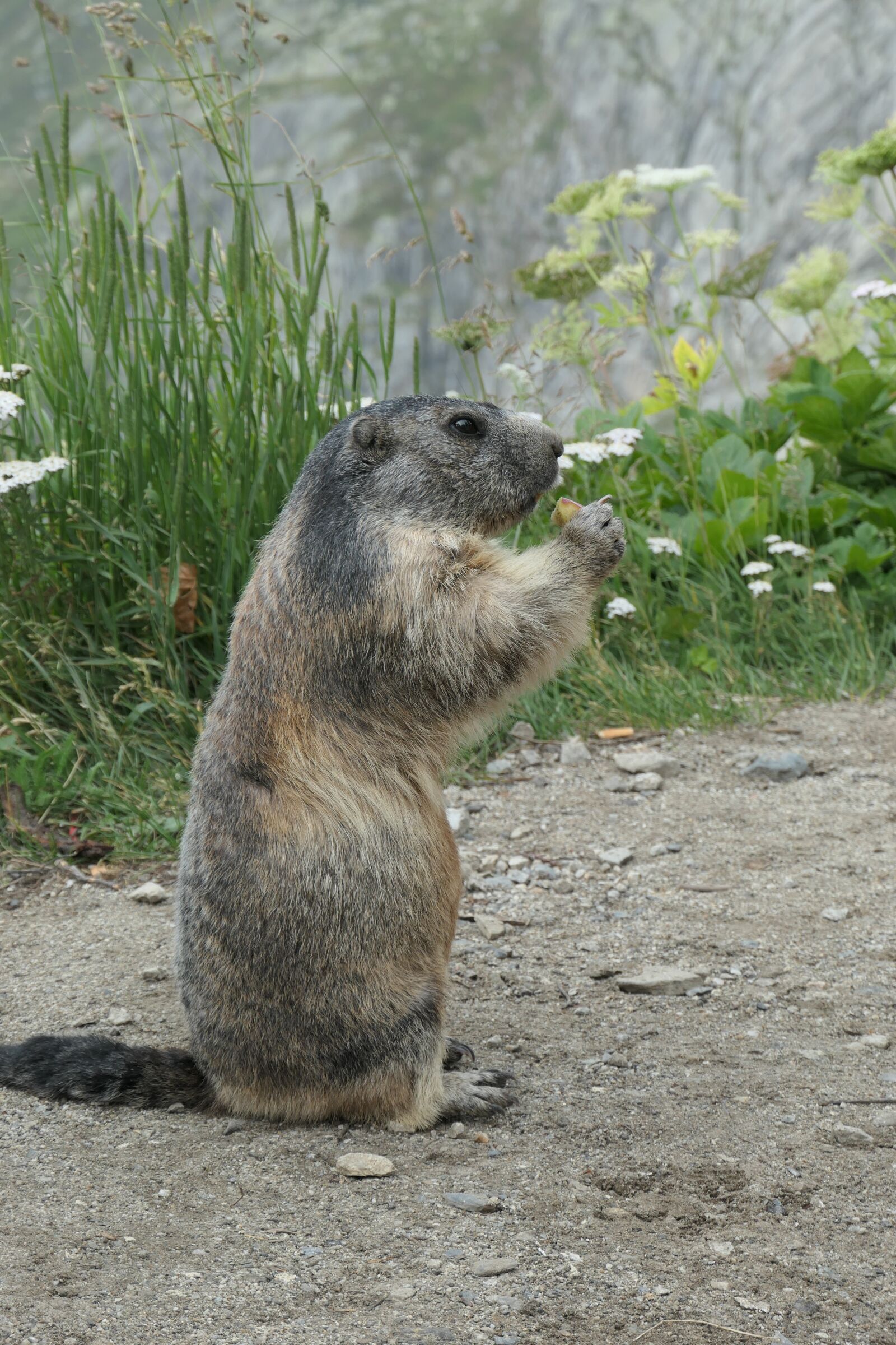 Panasonic DC-TZ200 sample photo. Nature, rodent, food photography