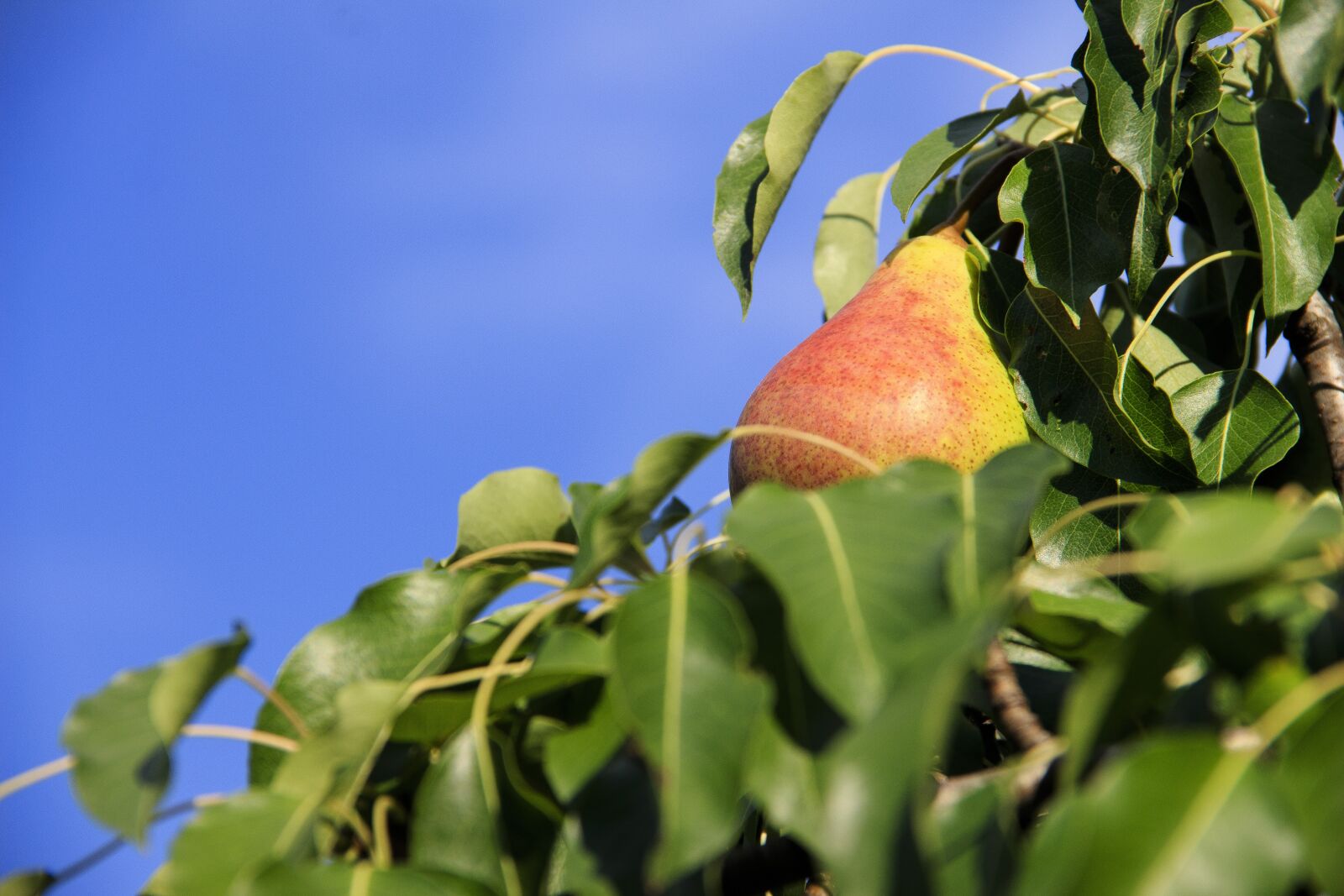 Canon EOS 650D (EOS Rebel T4i / EOS Kiss X6i) sample photo. Pear, fruit, nutrition photography