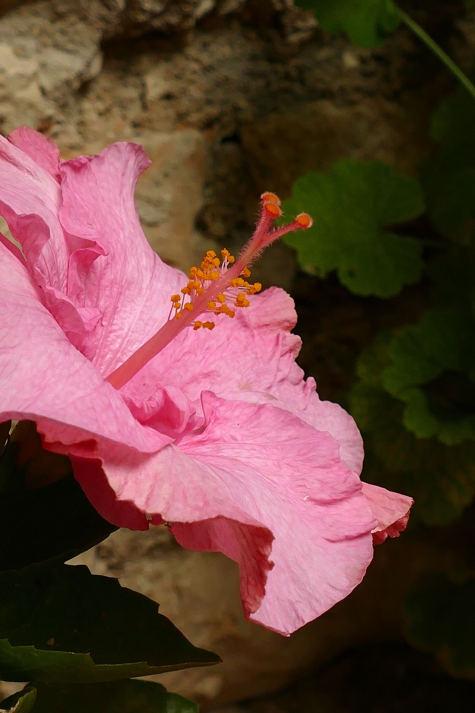 Panasonic Lumix DMC-FZ1000 sample photo. Hibiscus, malvaceae, plant photography