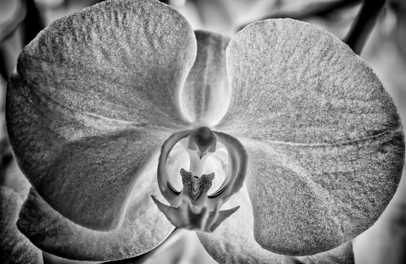 Nikon D3300 sample photo. Orchid, flower, blossom photography