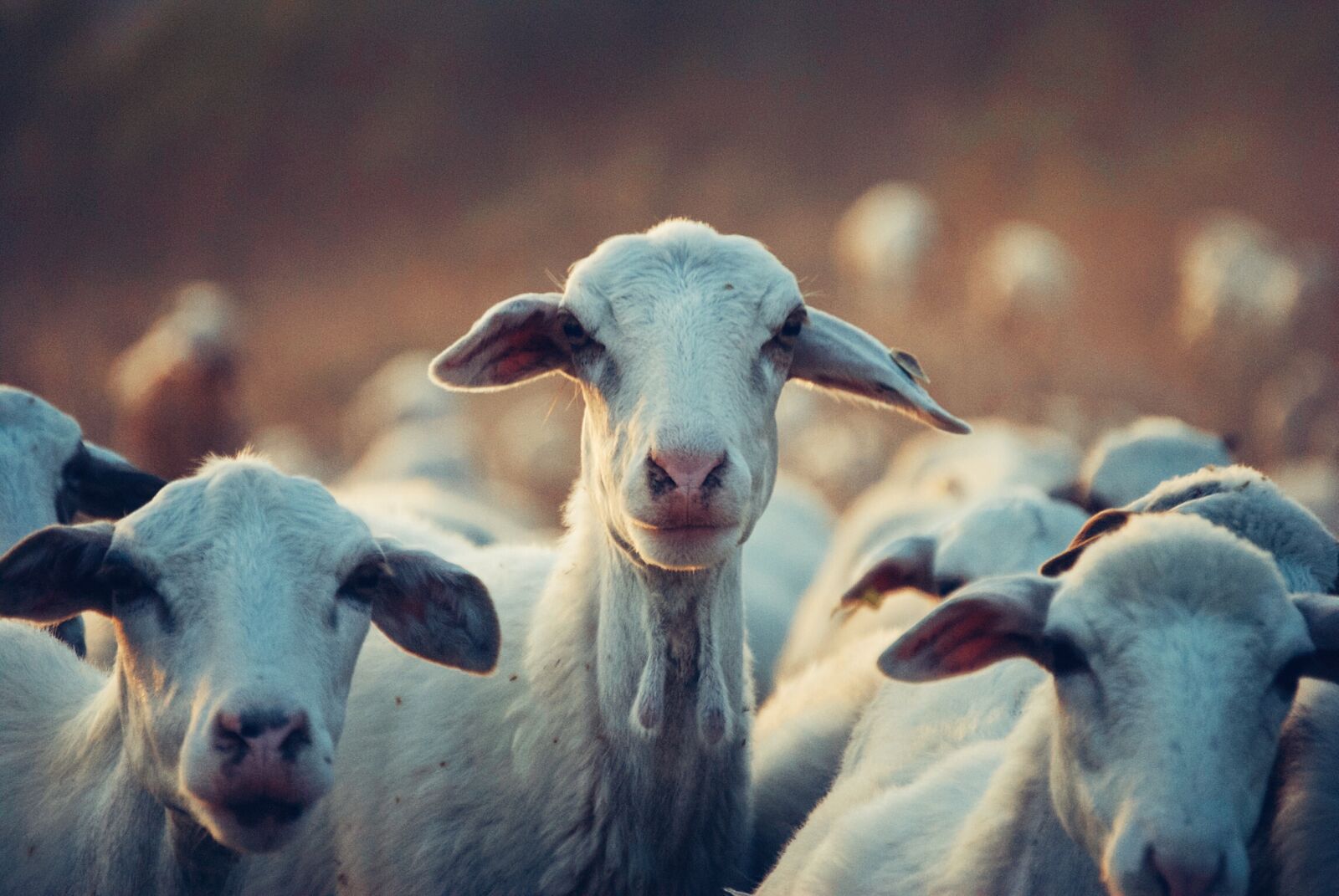 Nikon D3000 sample photo. Agriculture, animals, cattle, domestic photography