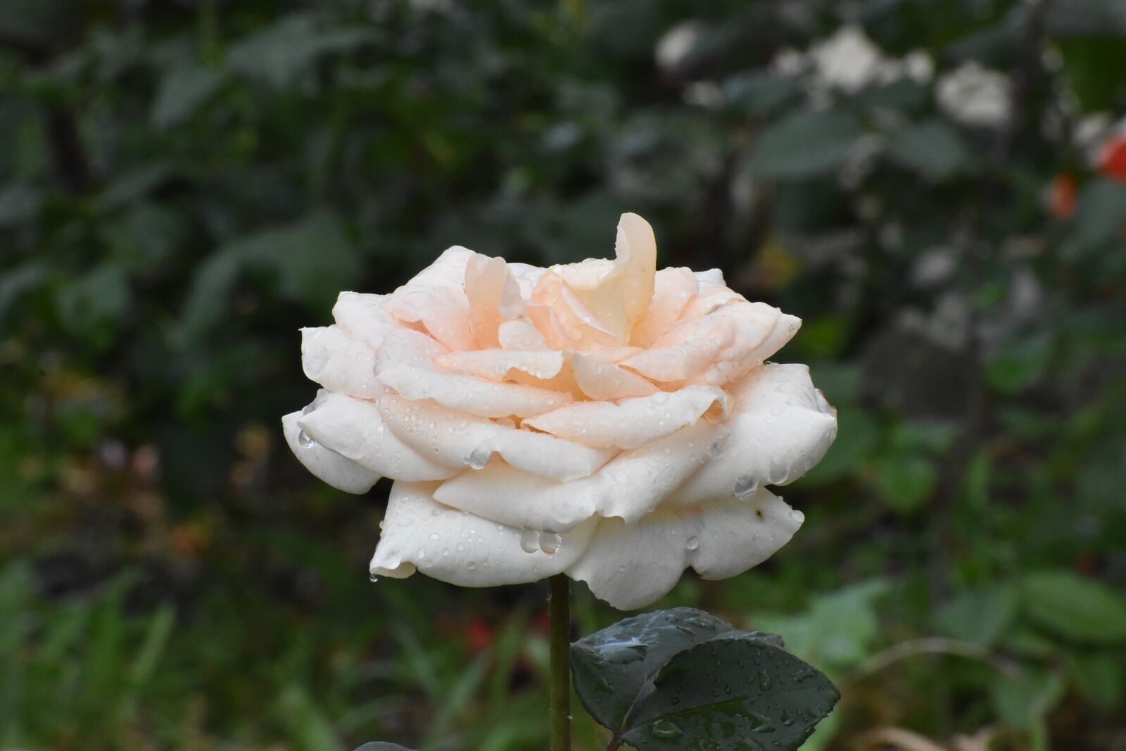Nikon D3400 sample photo. Rose, white, cream photography