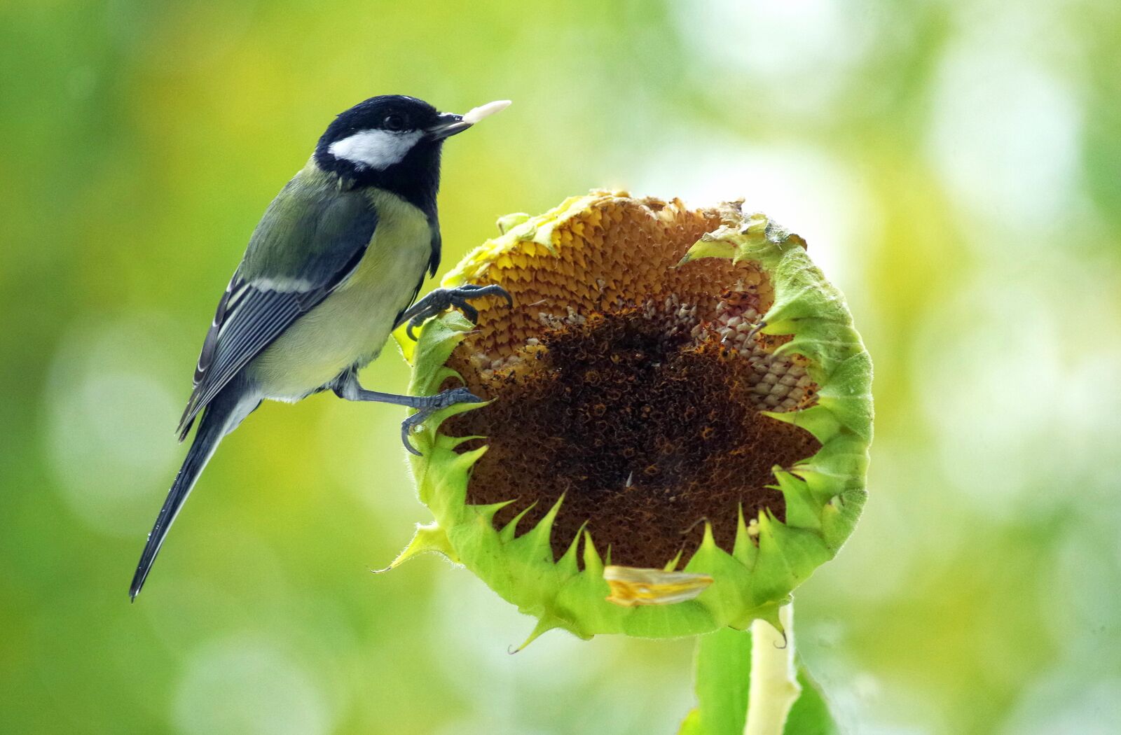 Pentax K-30 sample photo. Tit, food, bird photography