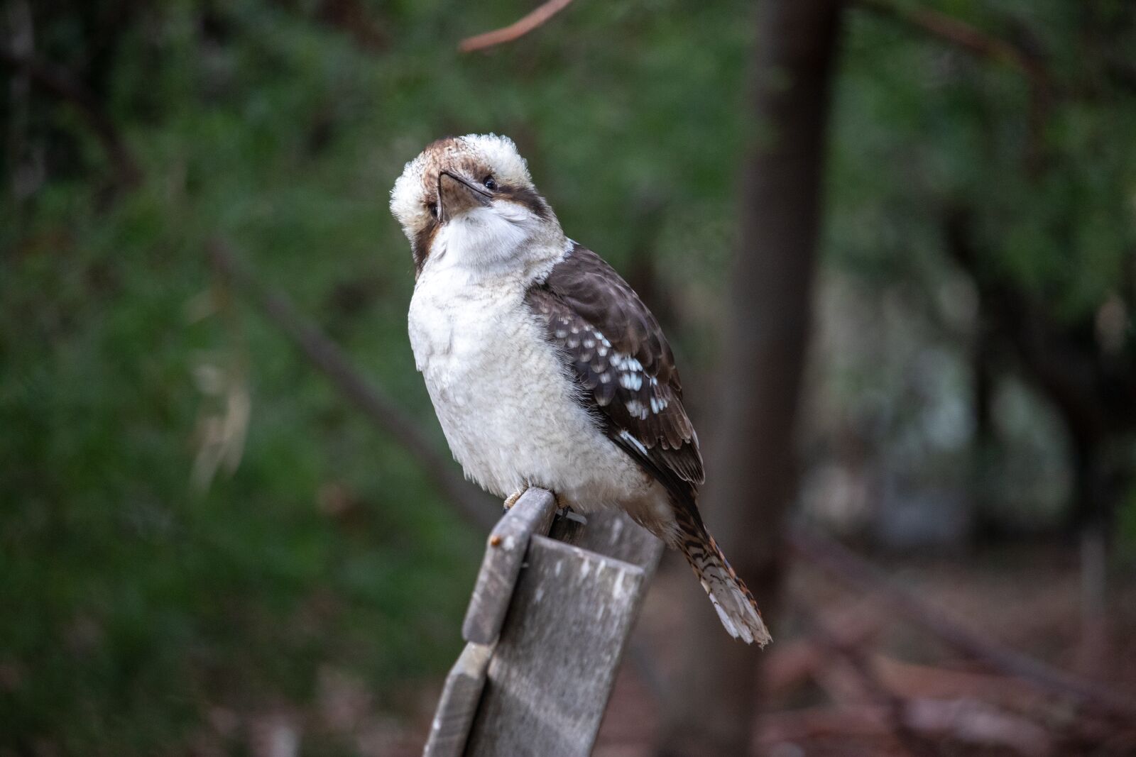 Canon EOS 200D (EOS Rebel SL2 / EOS Kiss X9) sample photo. Kookaburra, bird, australia photography