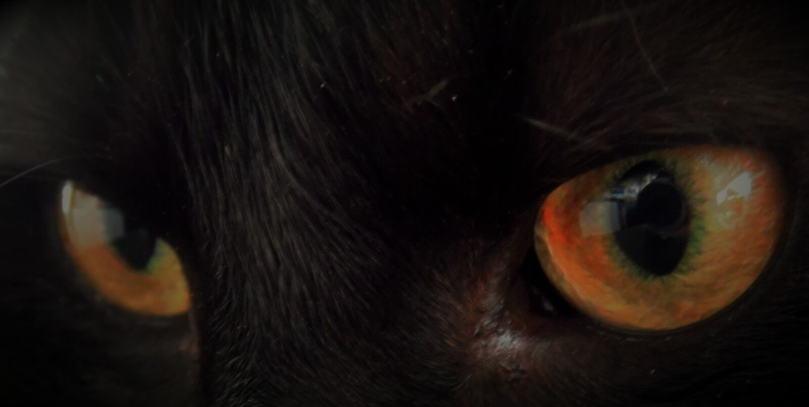 Samsung WB110/  WB111 sample photo. Eyes, cat, pet photography