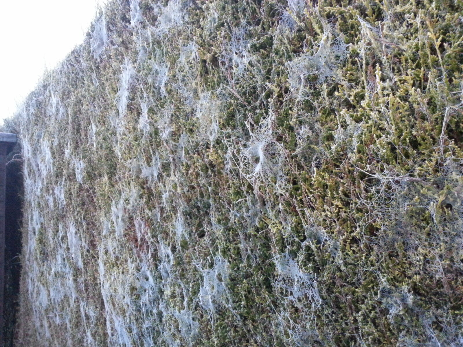 Samsung Galaxy Note2 sample photo. Cobwebs, cold, frost, frosty photography