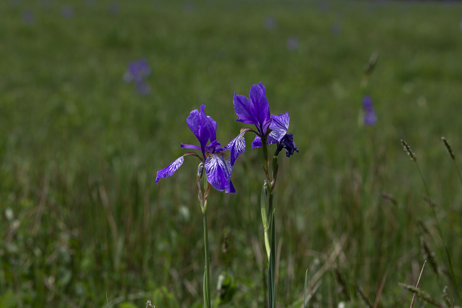 Canon EOS 700D (EOS Rebel T5i / EOS Kiss X7i) sample photo. Orchidee, nature, bloom photography
