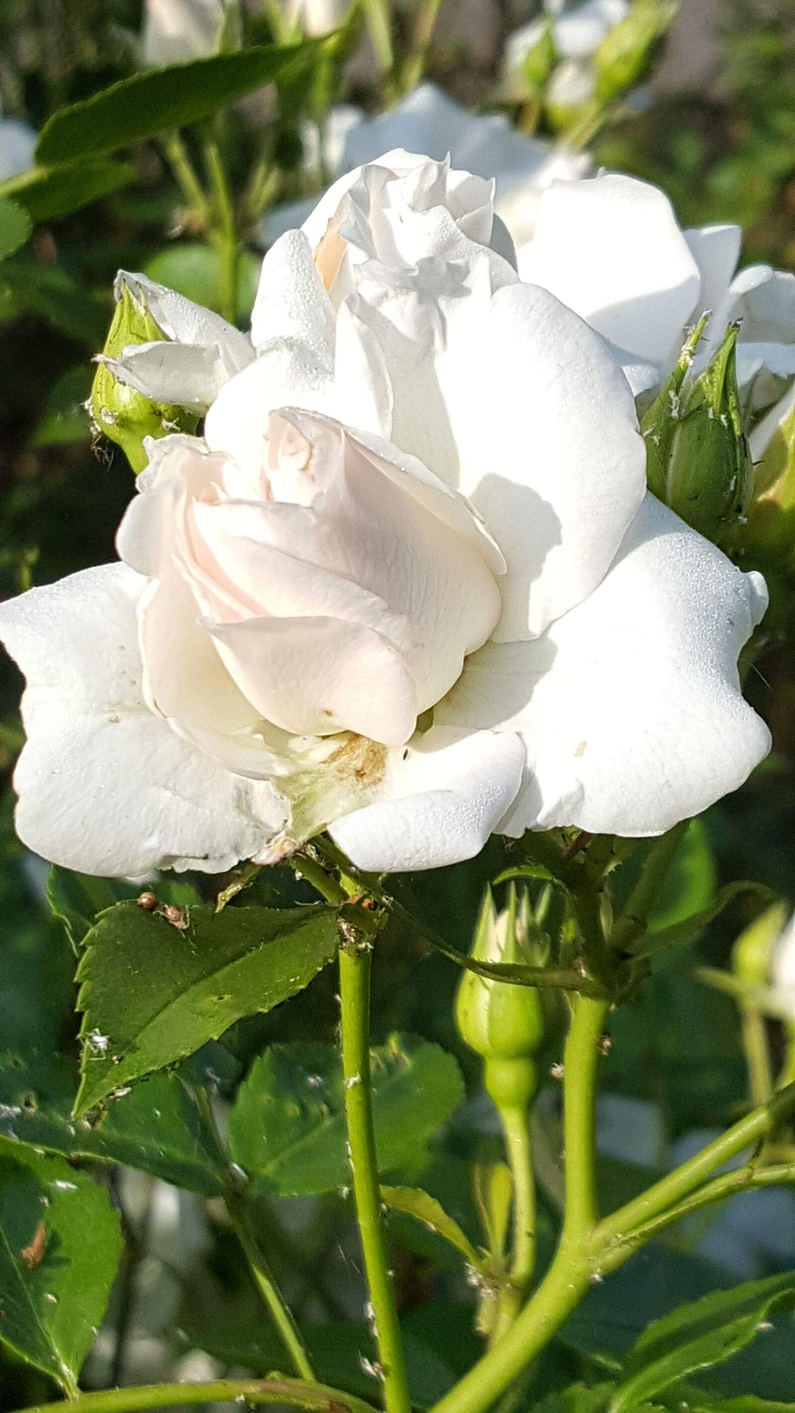 Samsung Galaxy Note5 sample photo. White rose, flowers, roses photography