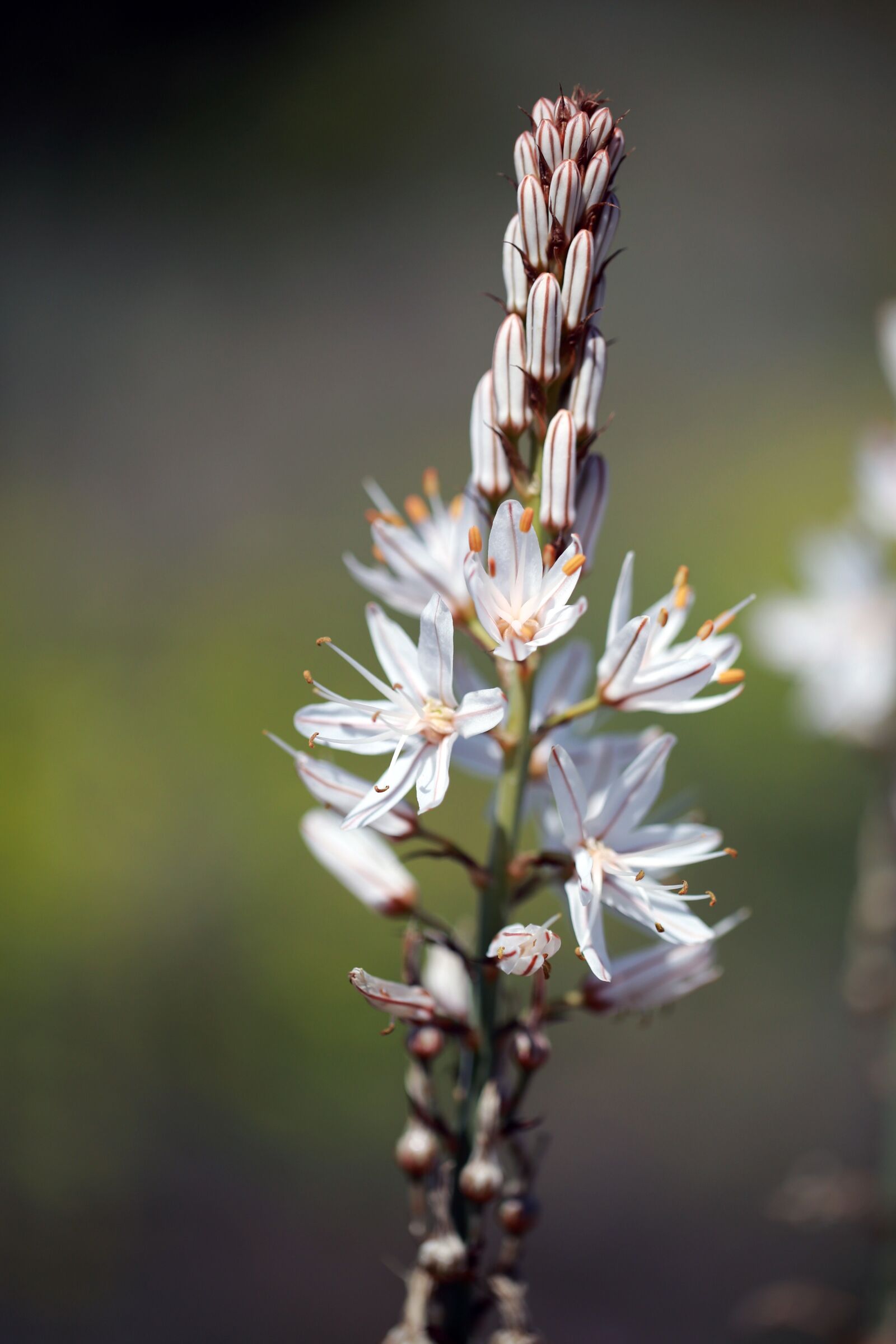 Canon EF 100mm F2.8L Macro IS USM sample photo. Flower, nature, spring flowers photography