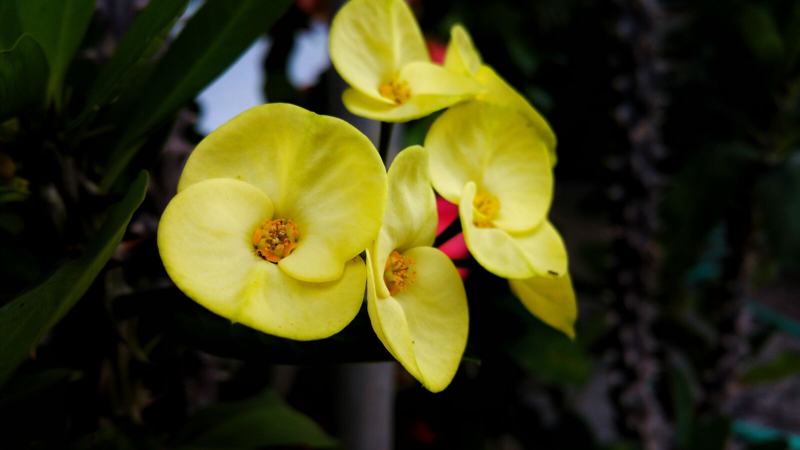 Samsung Galaxy Note4 sample photo. Flower, yellow, belize photography
