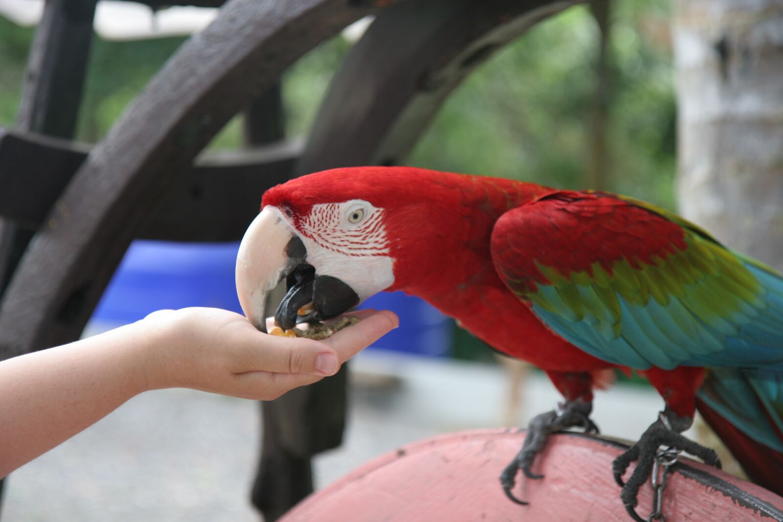 Canon EOS 20D sample photo. Samui, ban thai, parrot photography