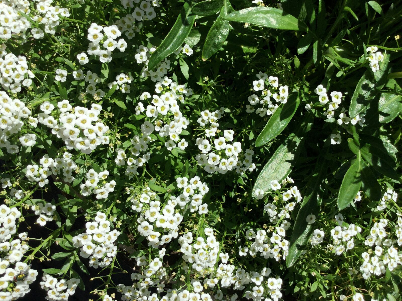 Apple iPad Air 2 sample photo. Green, white, flower photography