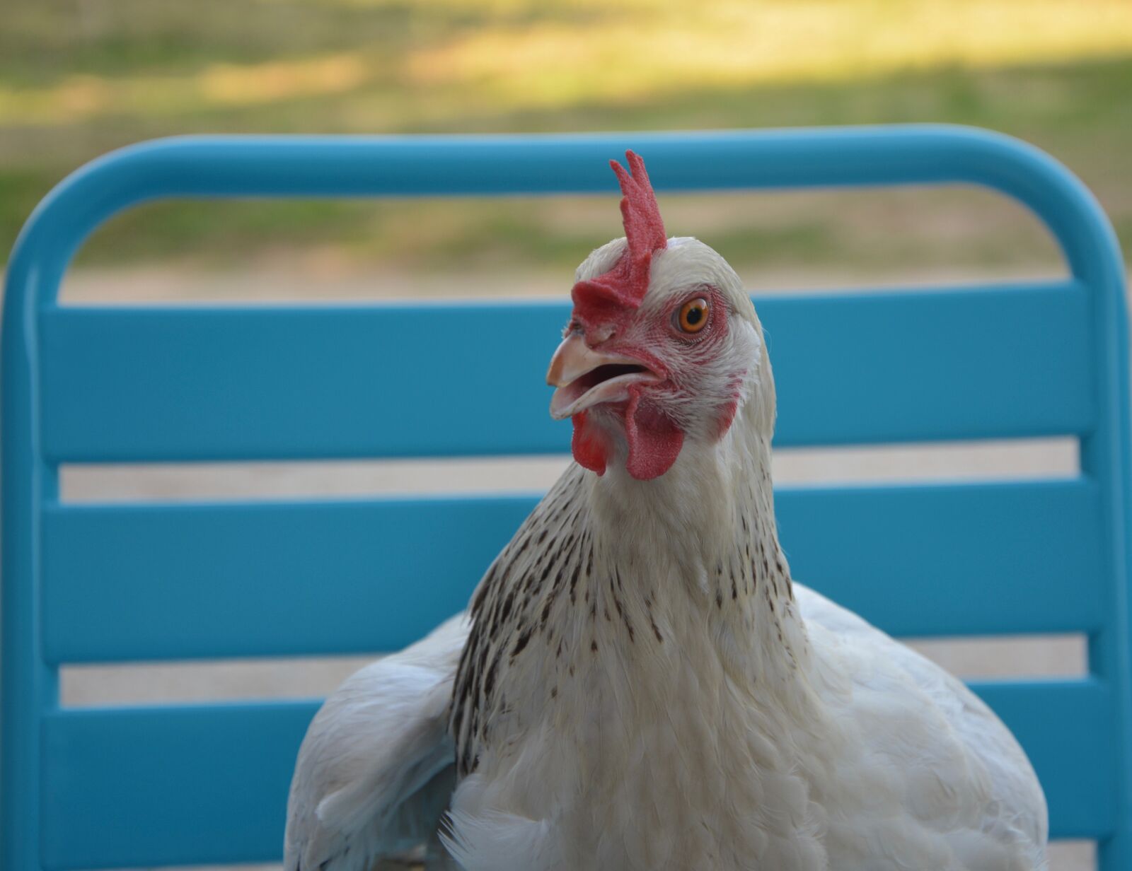 Nikon D5200 sample photo. Hen, nature, domestic animal photography