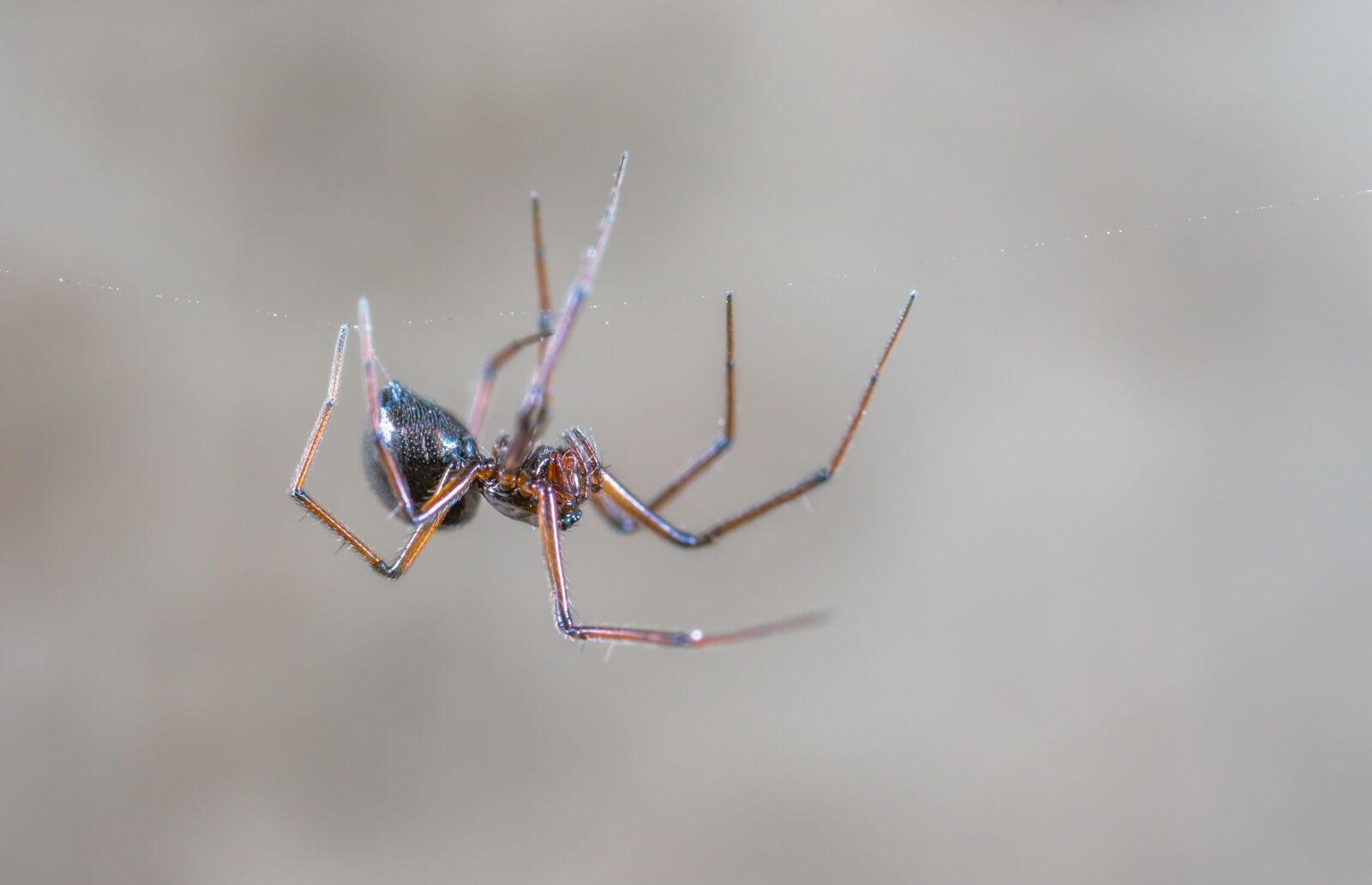 Sony a7R II sample photo. Spider, living nature, nature photography