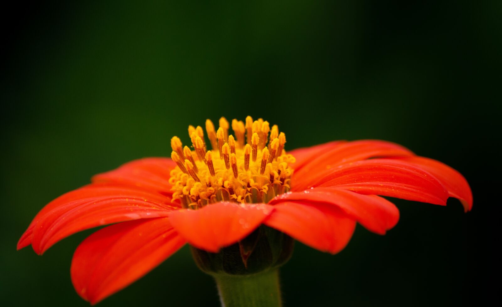 Canon EF-S 55-250mm F4-5.6 IS sample photo. Tithonia rotundifolia, flower, orange photography