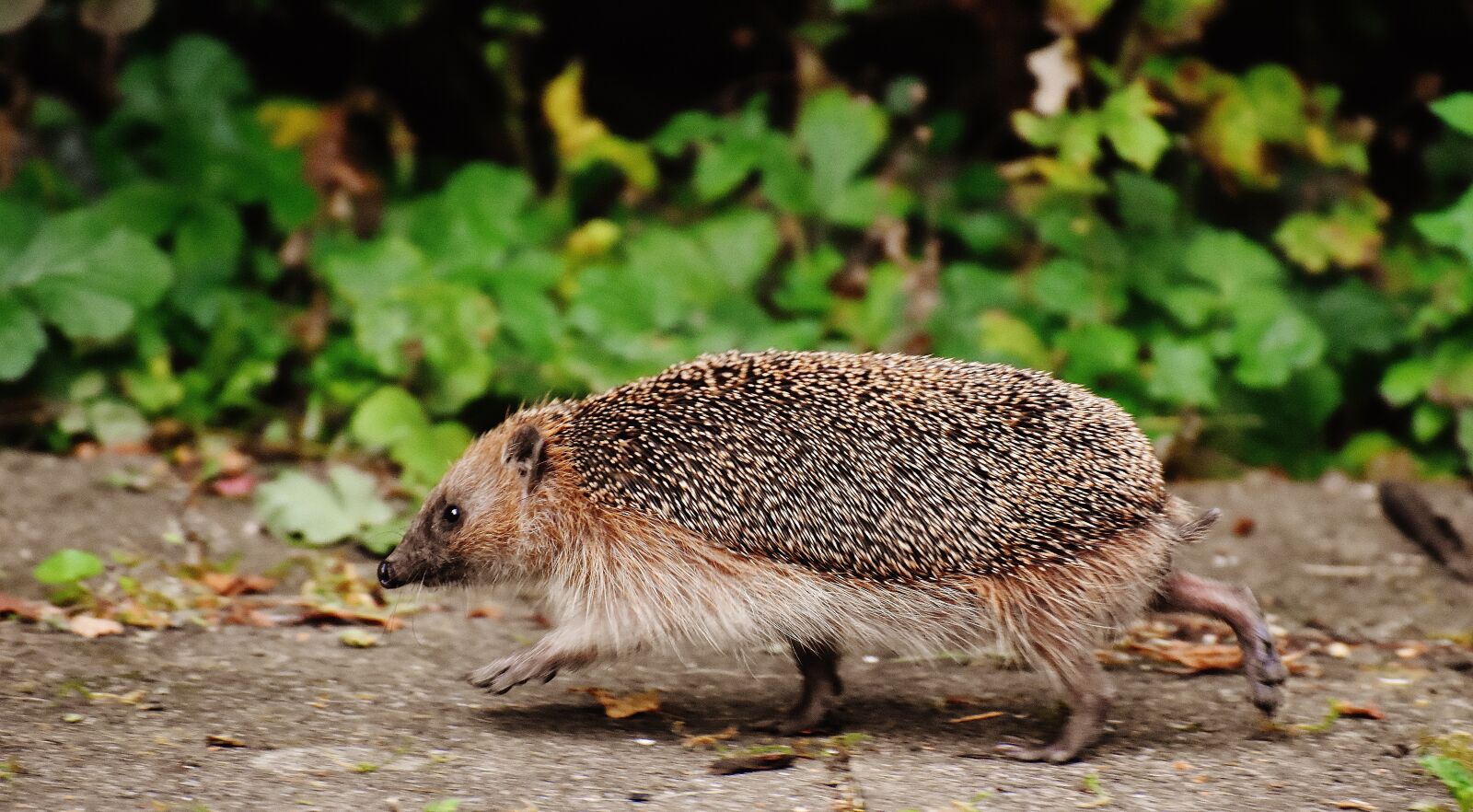 Nikon D7200 sample photo. Hedgehog, run, race photography