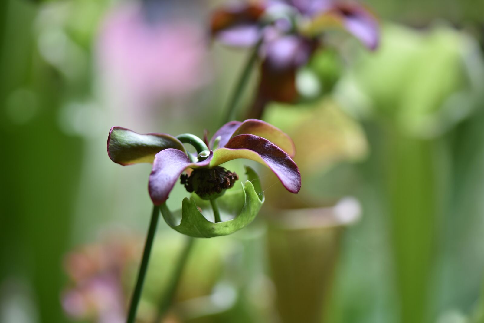 Nikon D7200 sample photo. Flower, flowers, plant photography