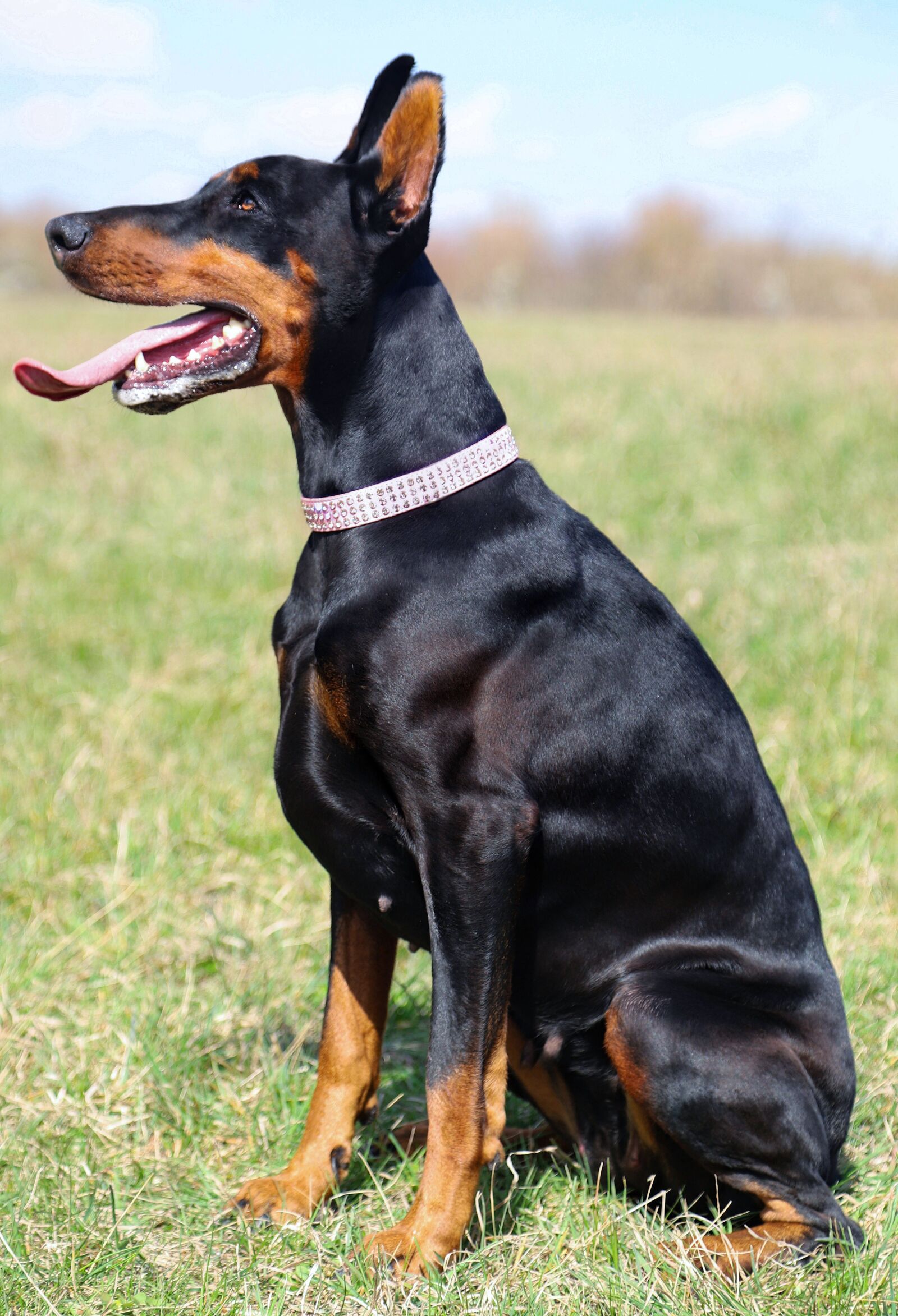 Canon EOS 6D Mark II sample photo. Doberman, dog, sitting photography
