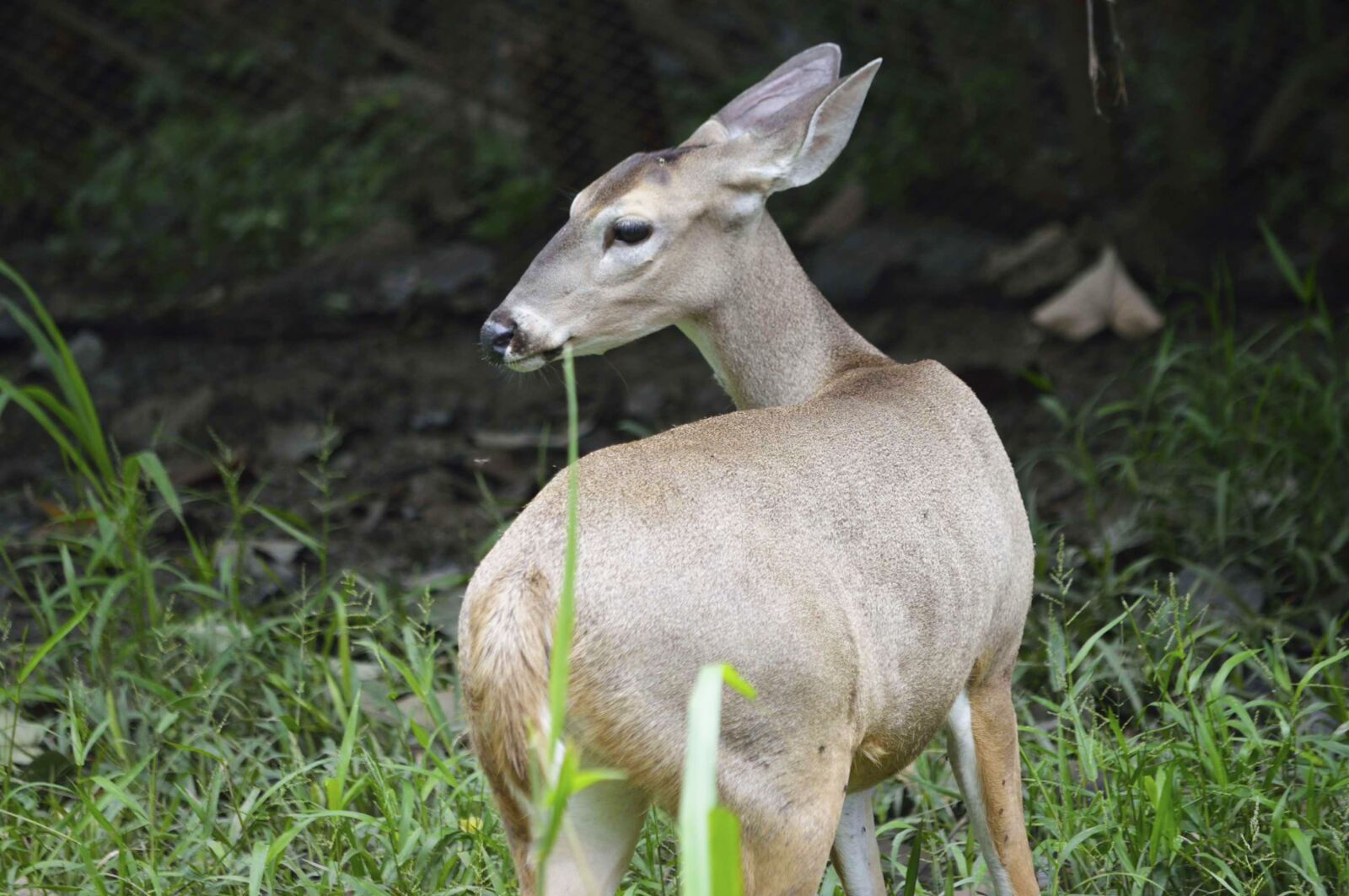 Nikon D3200 sample photo. Deer, animals, fauna photography