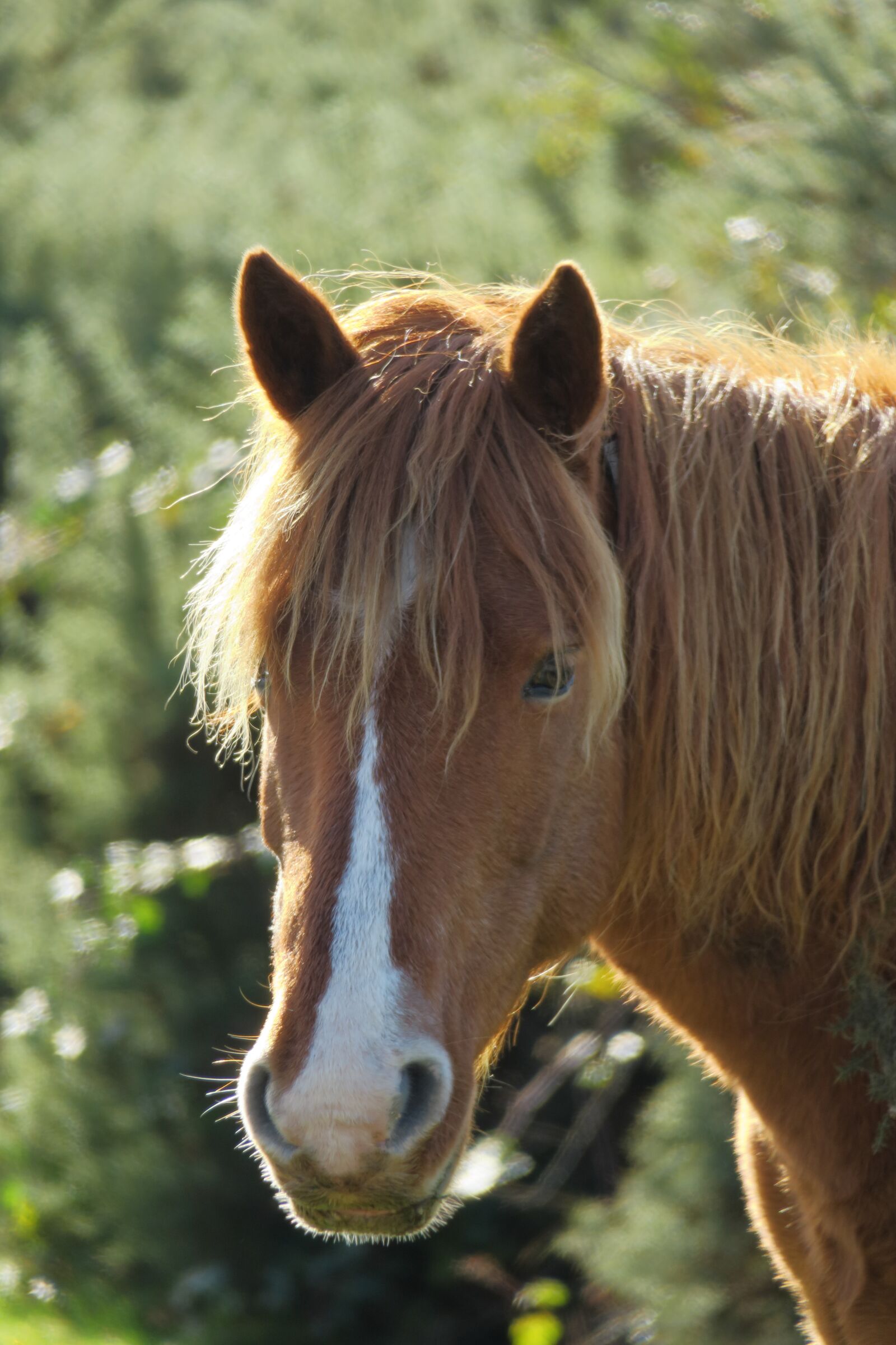 Canon PowerShot G3 X sample photo. Pony, brown, mane photography