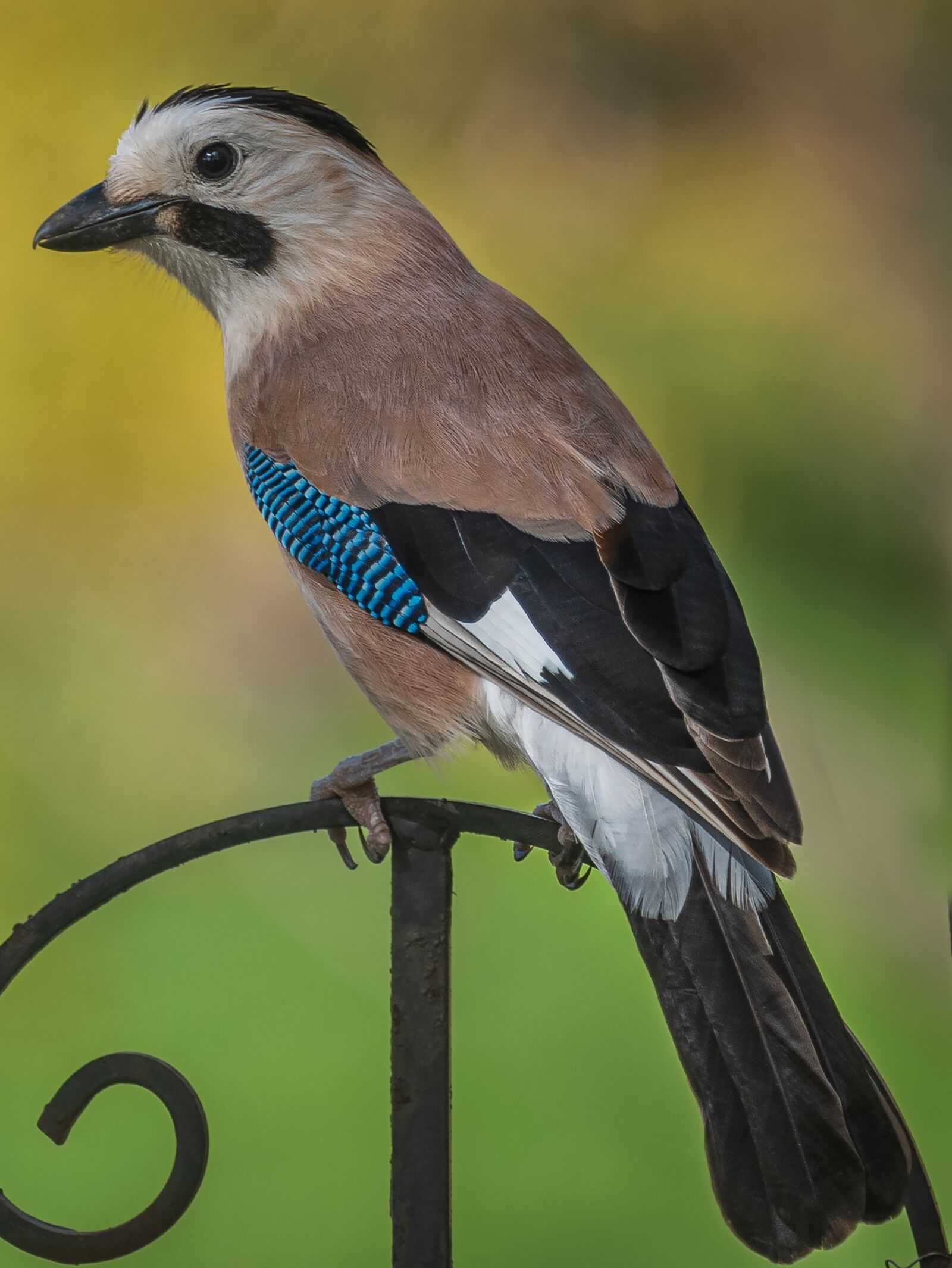 Nikon D810 sample photo. Mockingbird, bird, nature photography