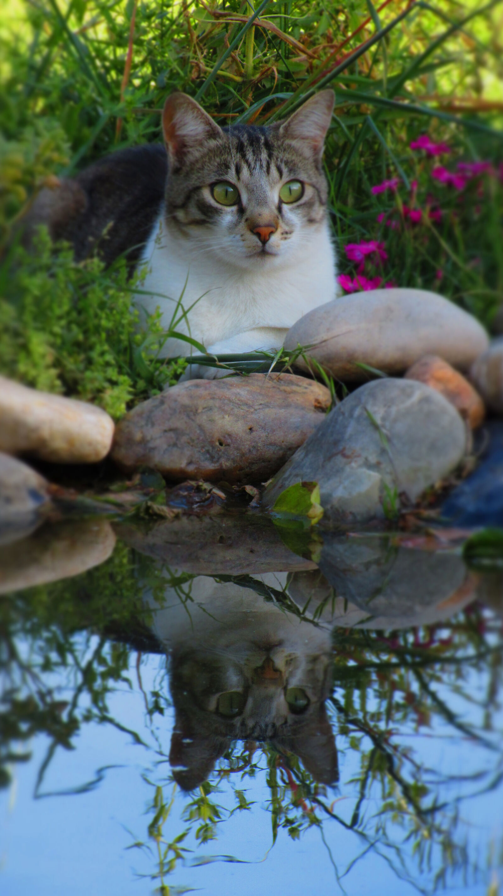 Canon PowerShot SX610 HS sample photo. Cat, cats, mirror, mirror photography